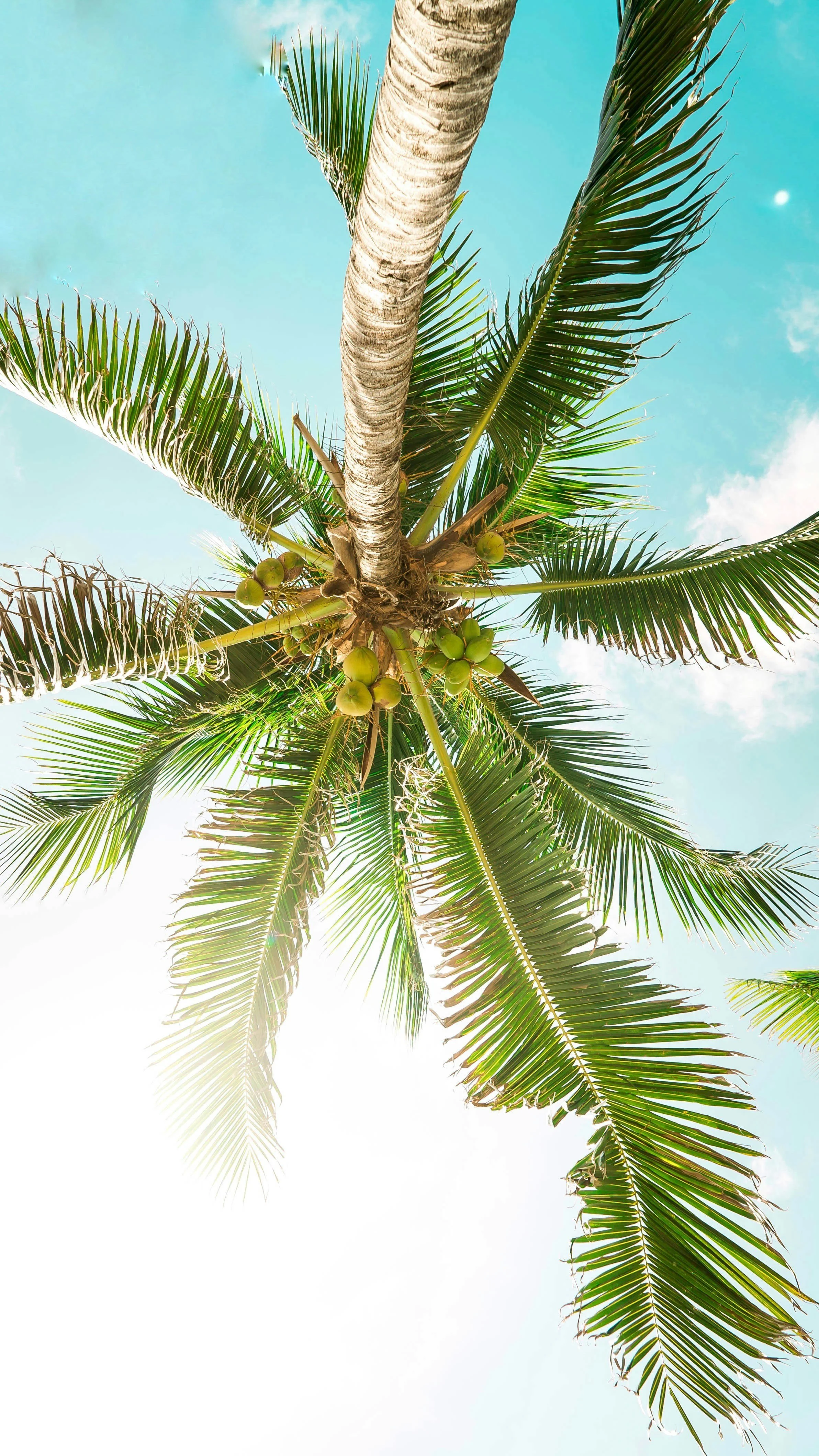 Looking up at a coconut palm tree with green coconuts against a blue sky with a few white clouds.