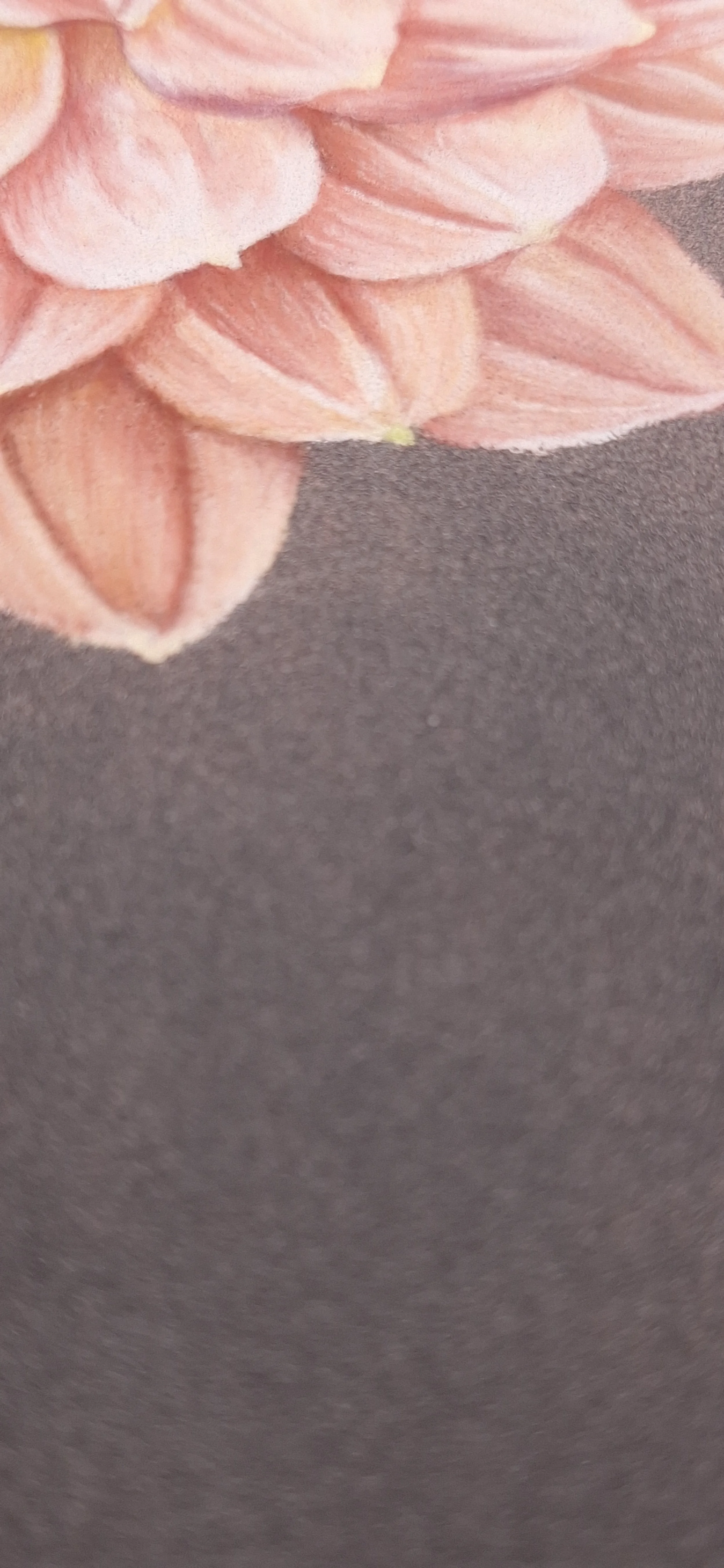 Close-up of pink flower petals on a dark surface.