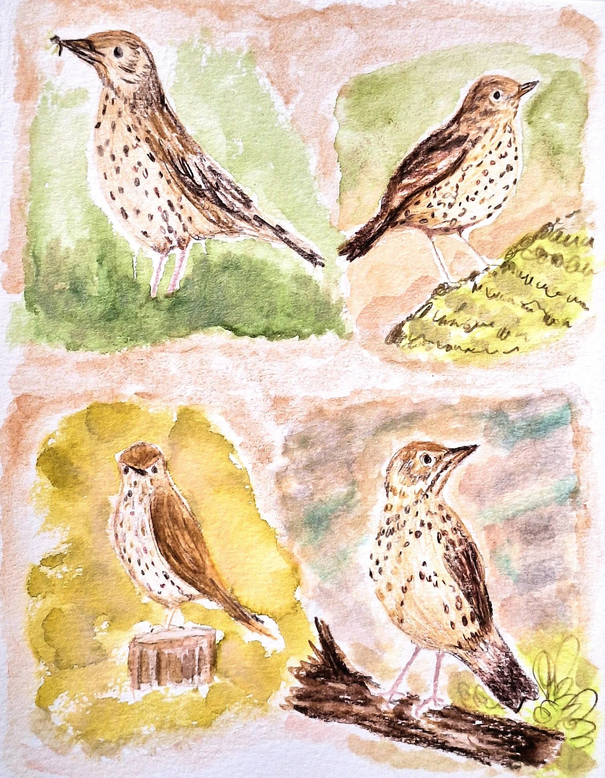 Watercolor painting of four different birds, each perched on a branch or ground, with a background of various colors.