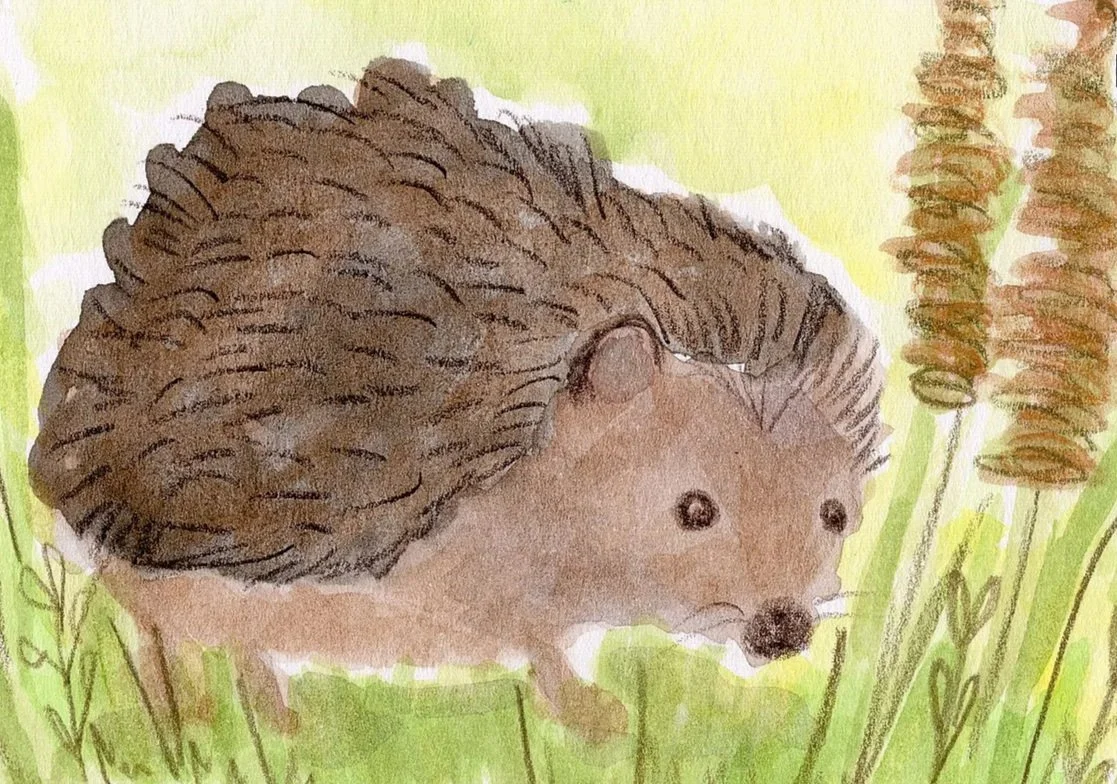 Print of "Bristles In The Long Grass" - Rachel & Sarah