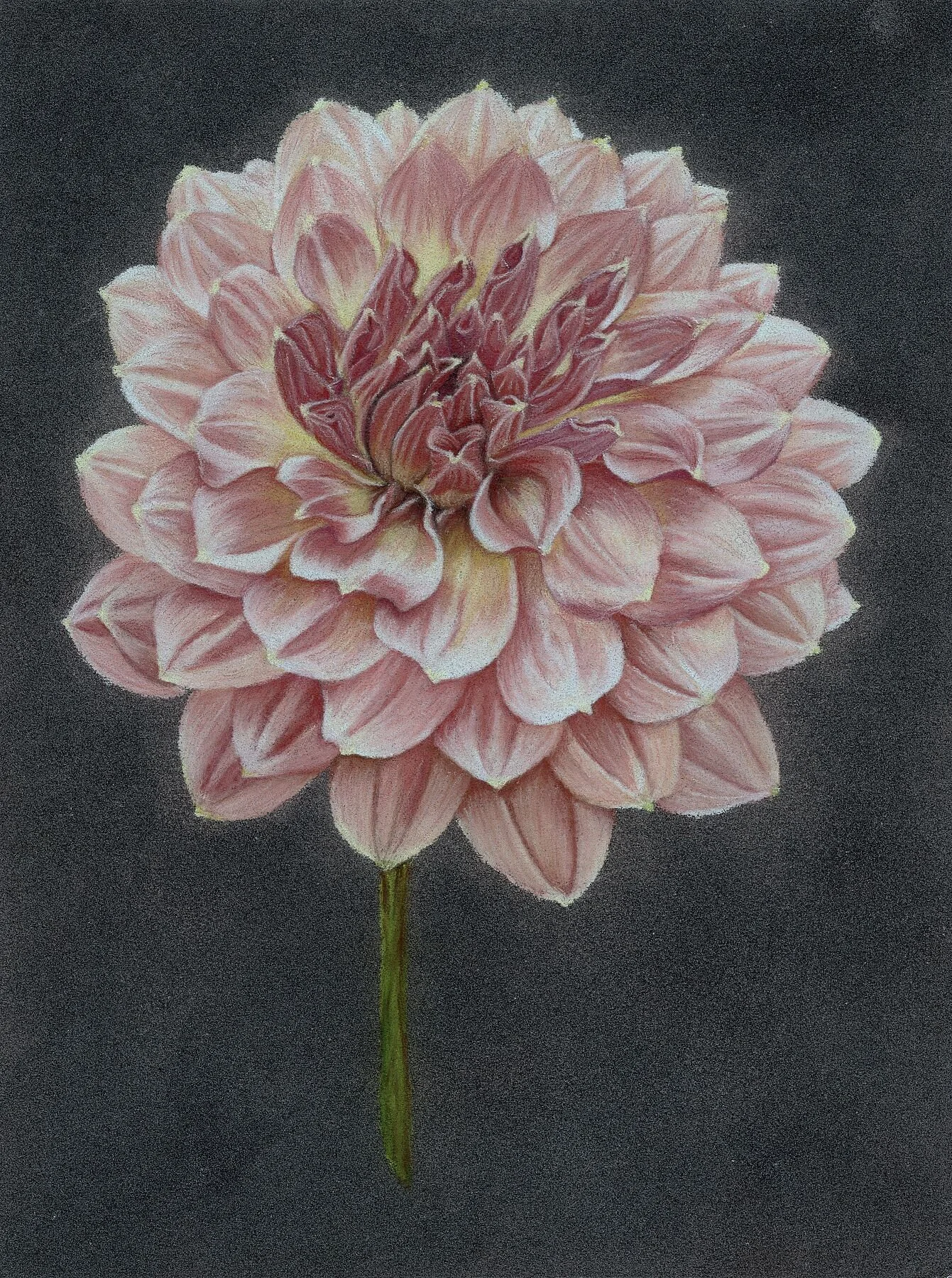 A peachy pink dahlia flower with detailed petals, set against a black background.