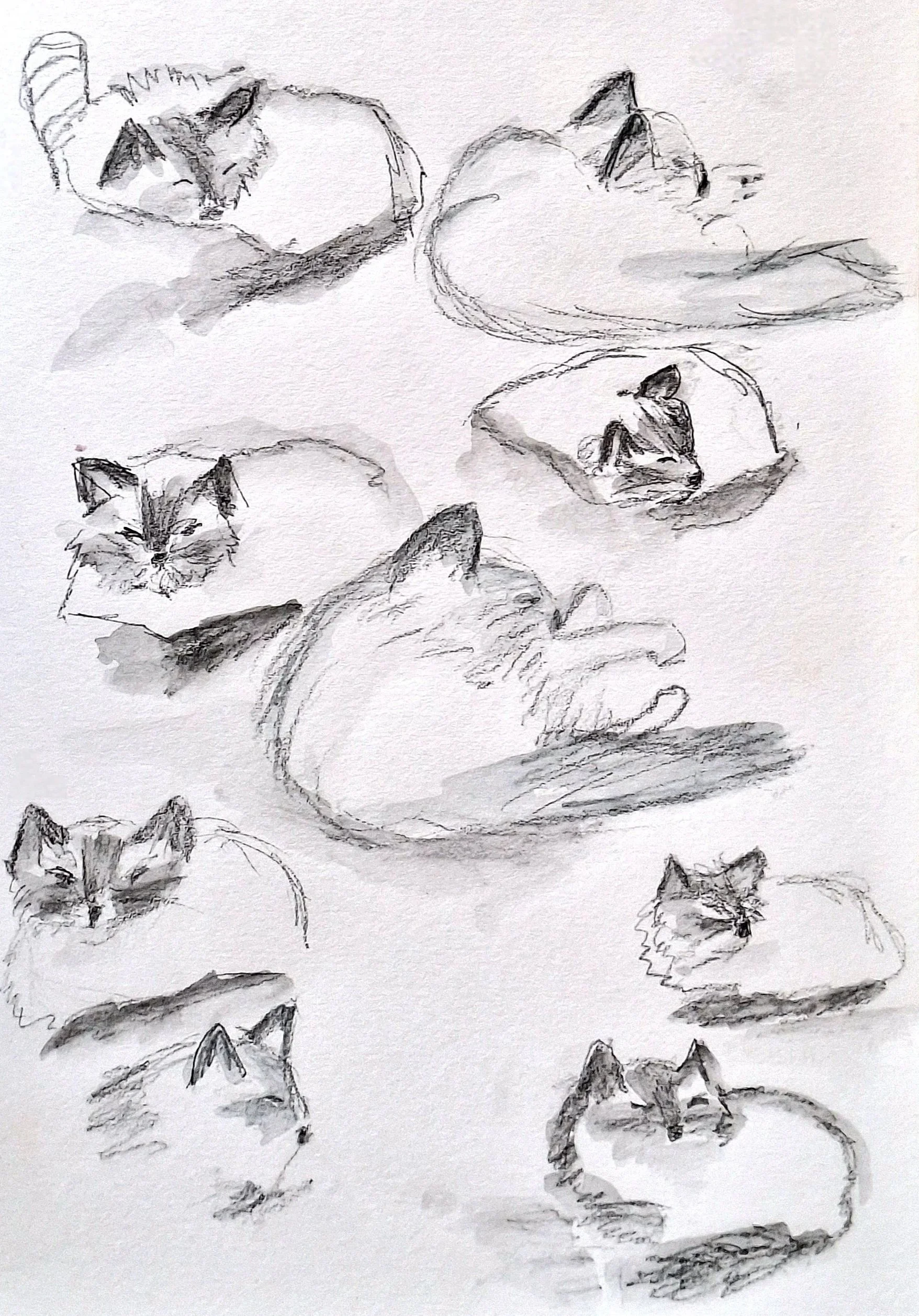 Sketch of eight cats in various resting positions, some curled up and some lying on their sides, drawn with pencil on paper.