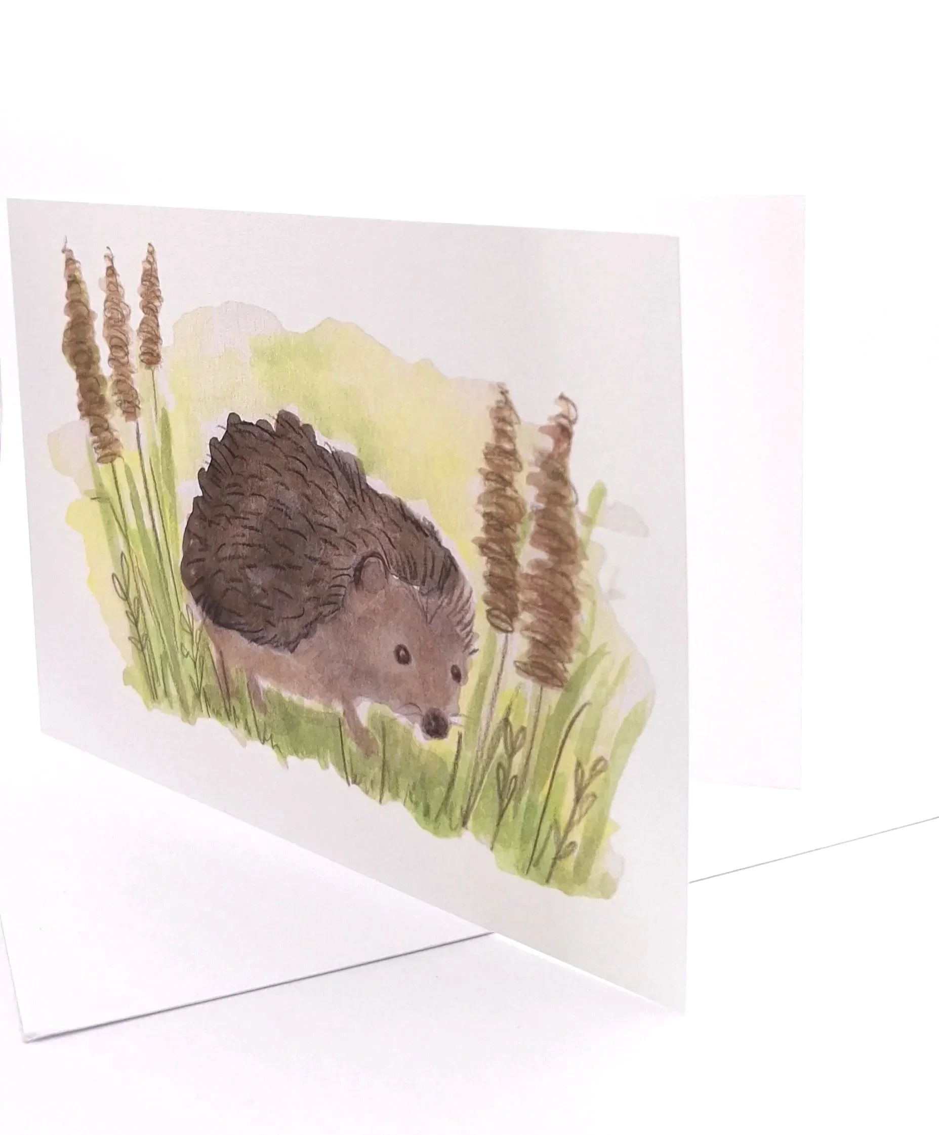 Greetings Card of "Bristles in the Long Grass"