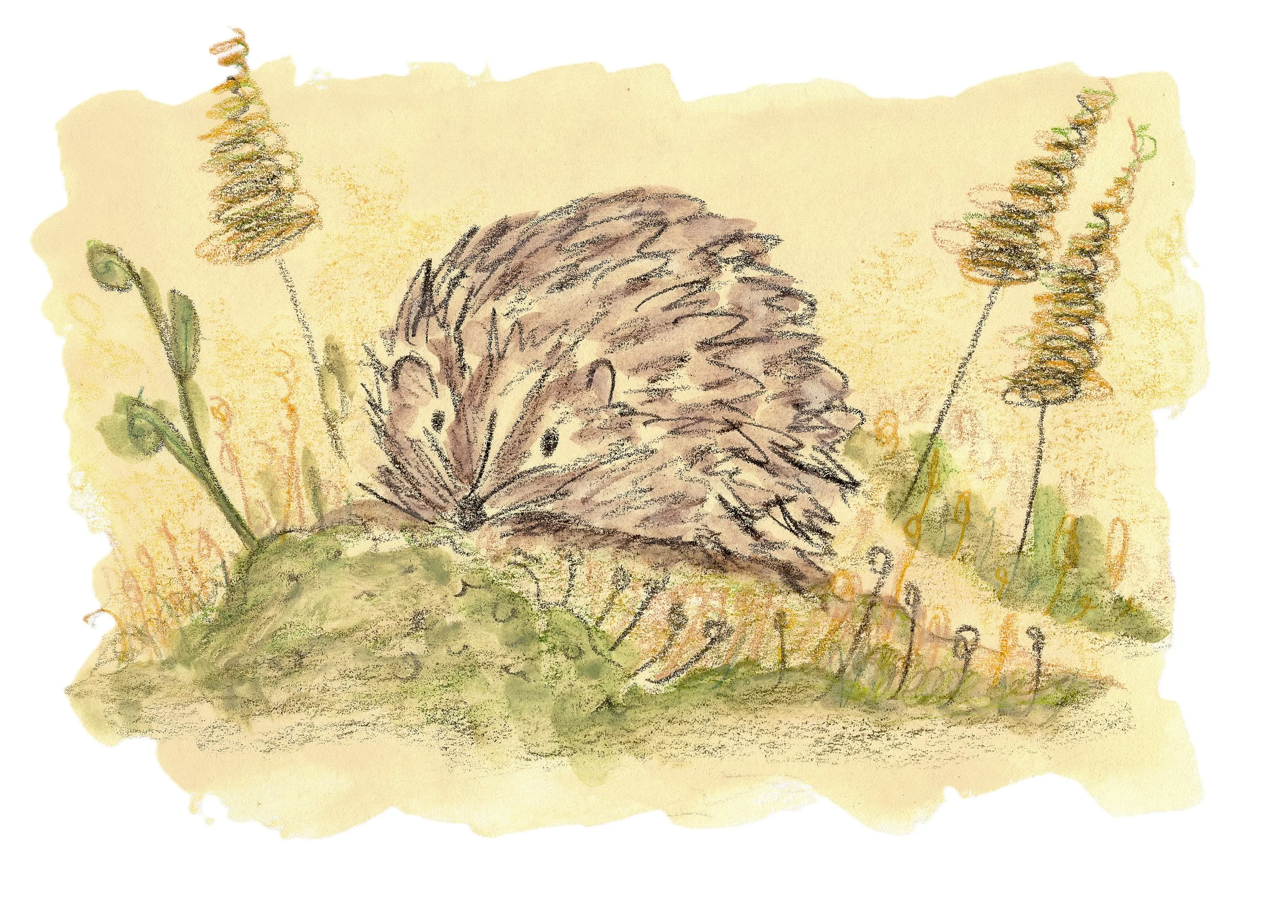 Print of "Nestled In The Meadow"