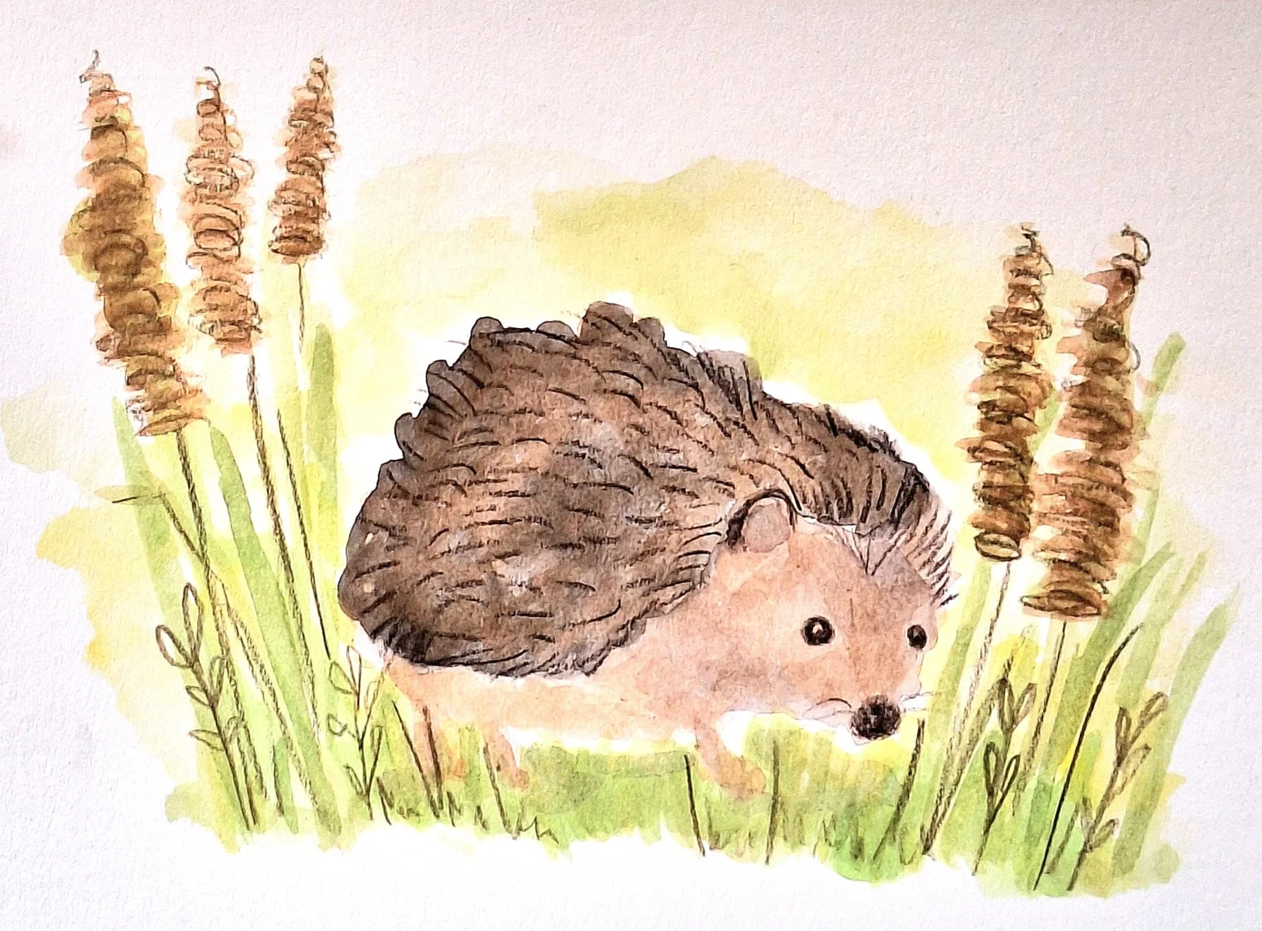 Bristles In The Long Grass