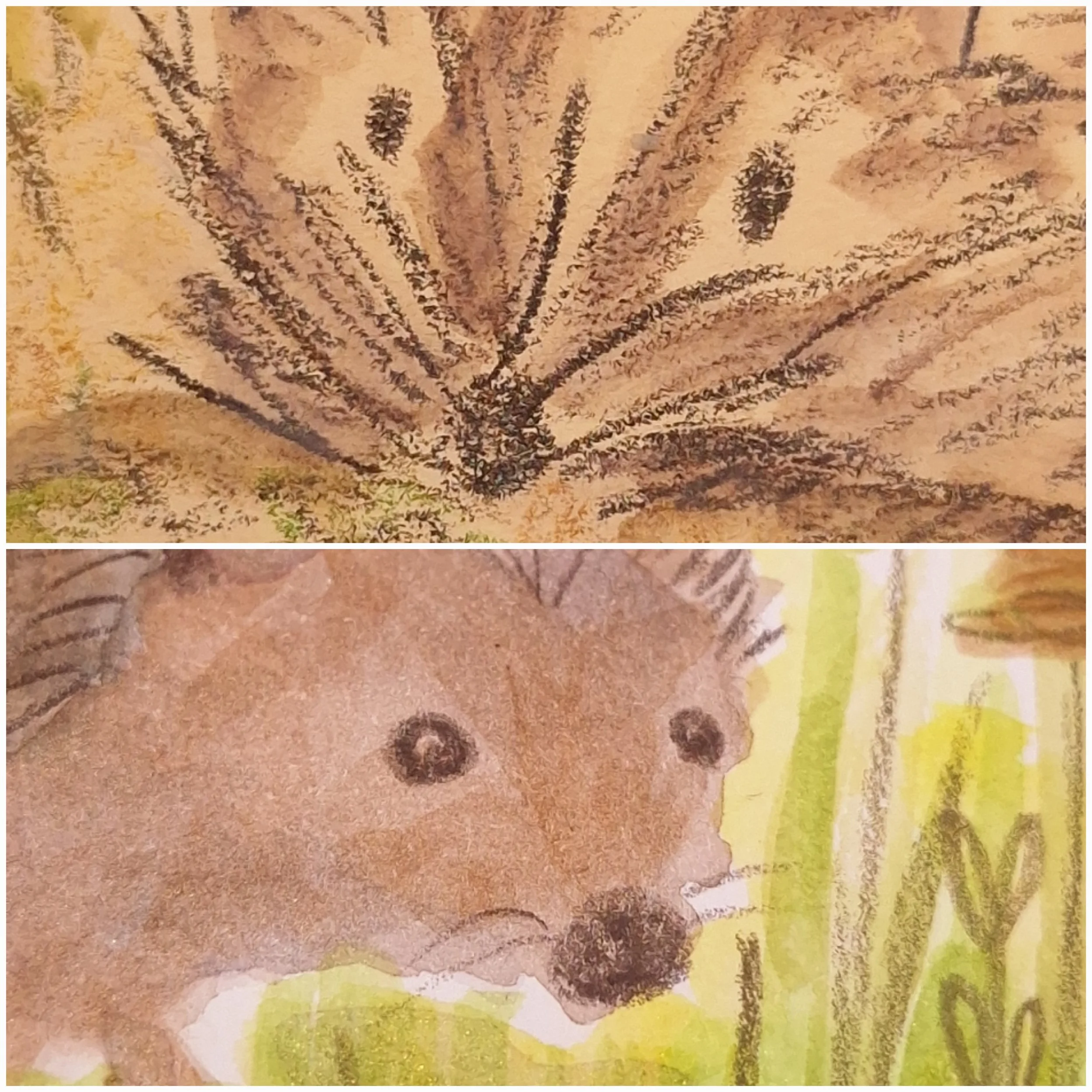 Hedgehog Collection
