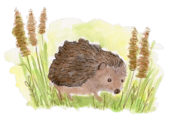 Print of "Bristles In The Long Grass"
