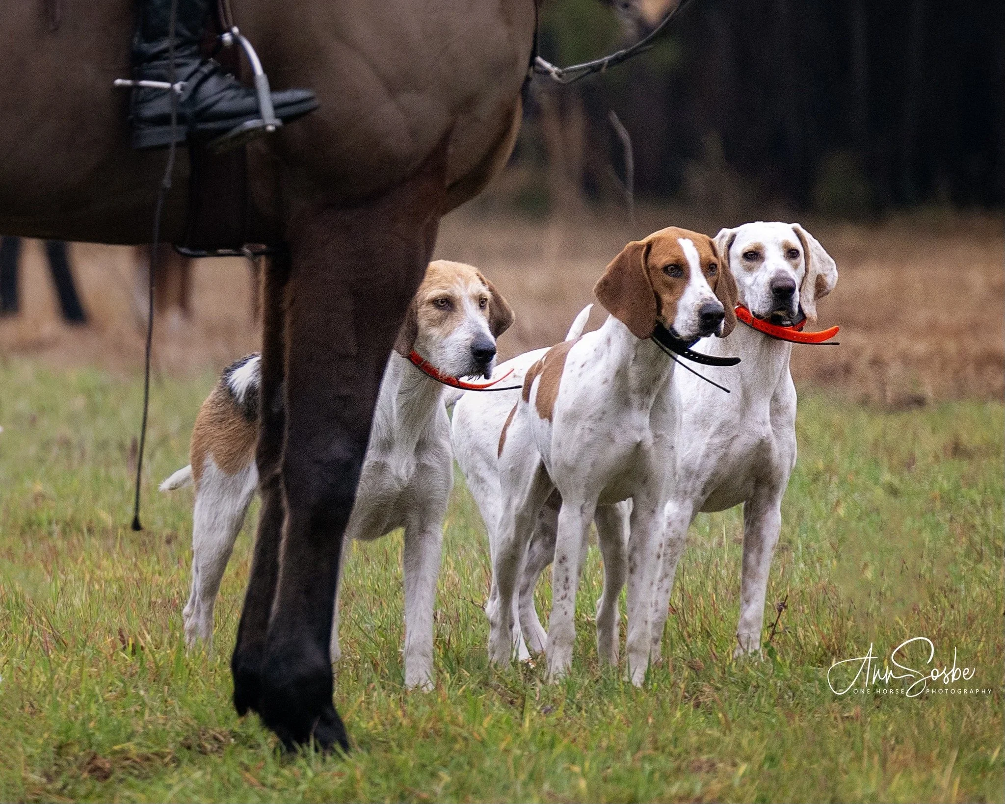 1/21 Informal Hunting at BOH - Moss Oaks