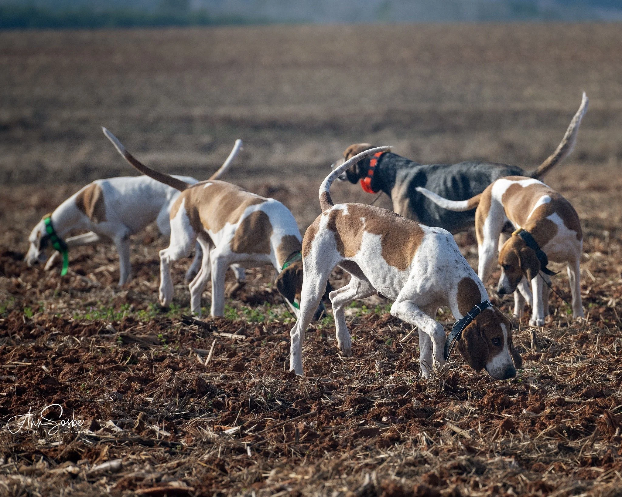 2/28 Beagles are Back! 
