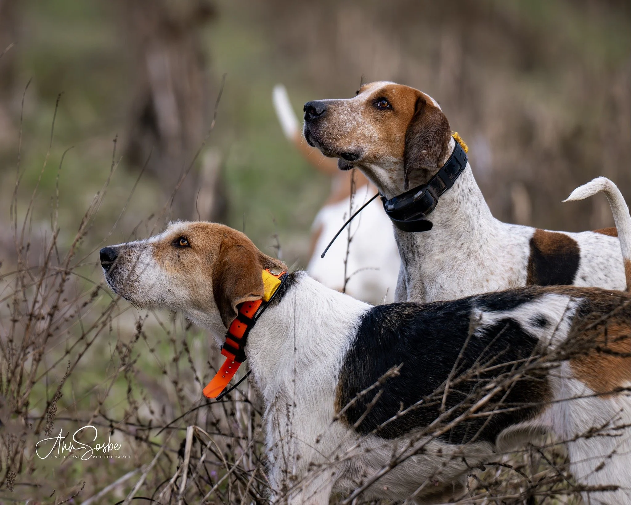 Mounted Hound Exercises