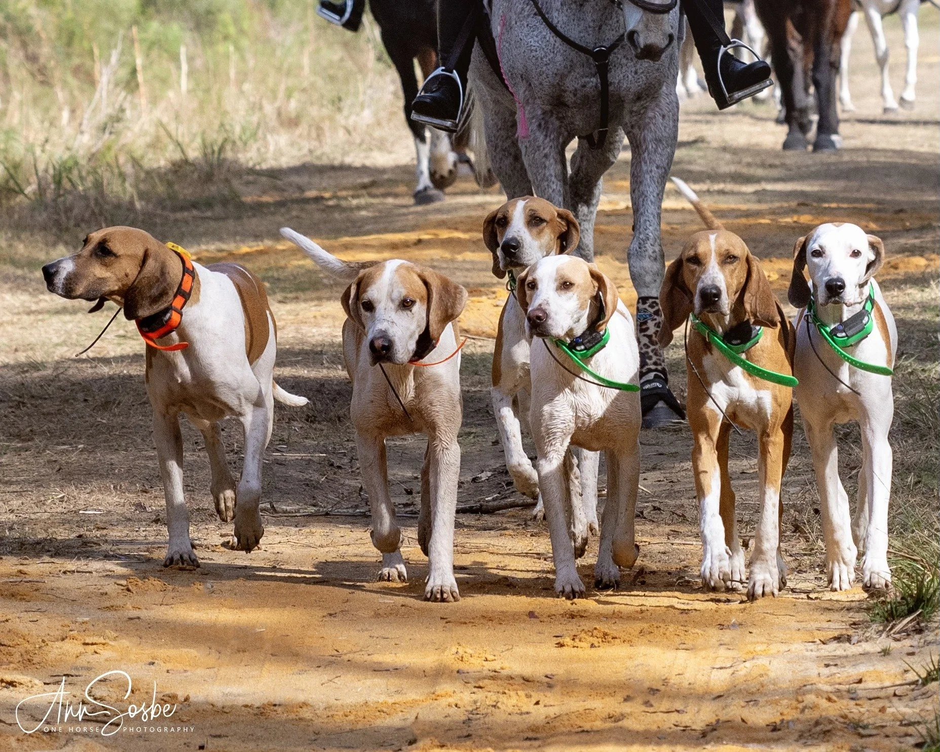 Six beeagles with different colored collars walking on a dirt trail in a wooded area with a horse and rider in the background.