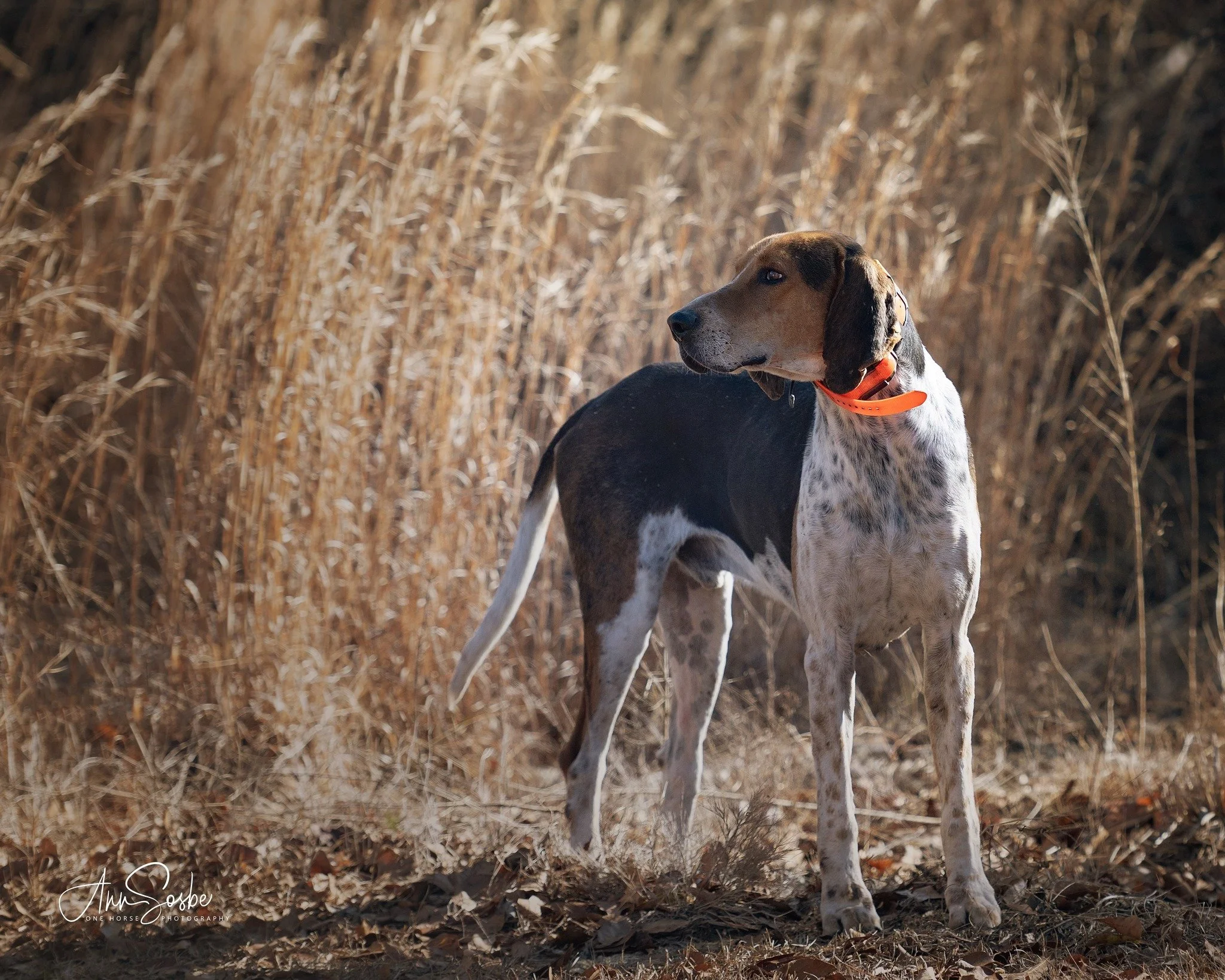 Member Riding Ticket