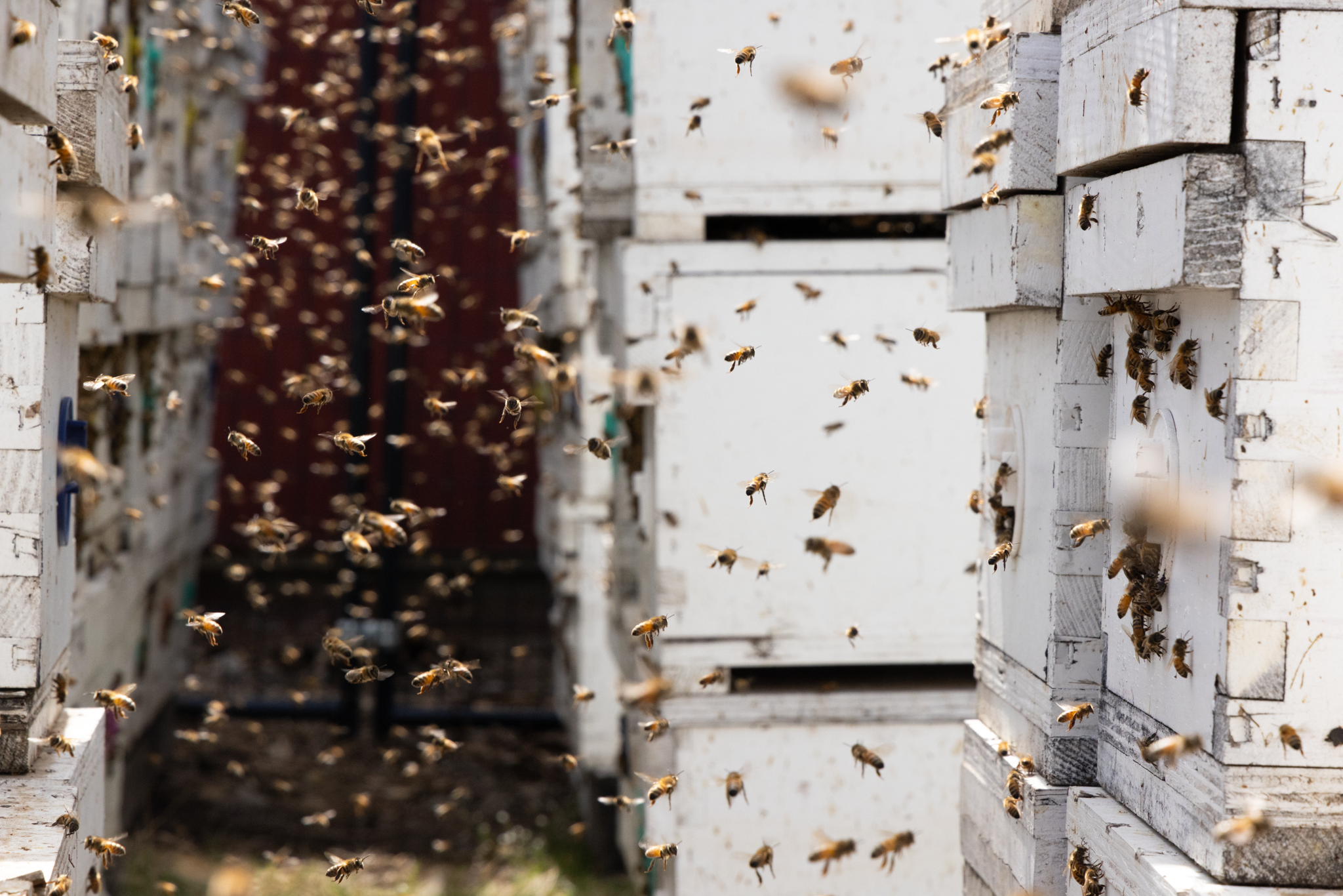 It’s Bee Season!