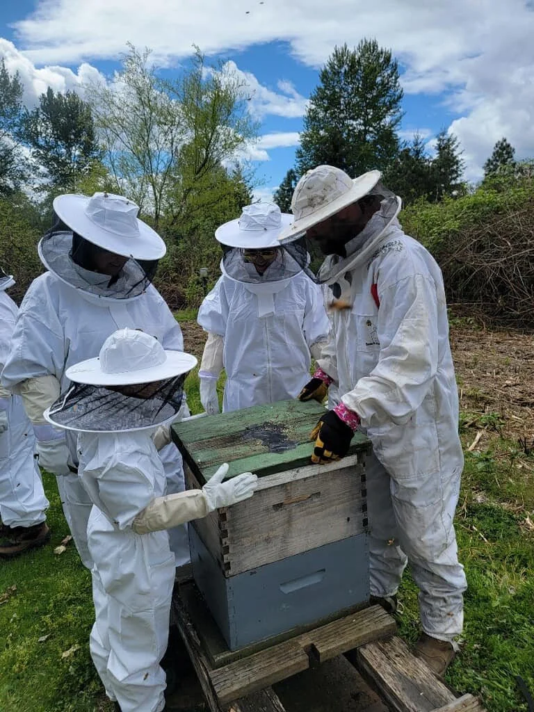Beekeepers in white protective suits and hats inspecting a wooden beehive outdoors.
