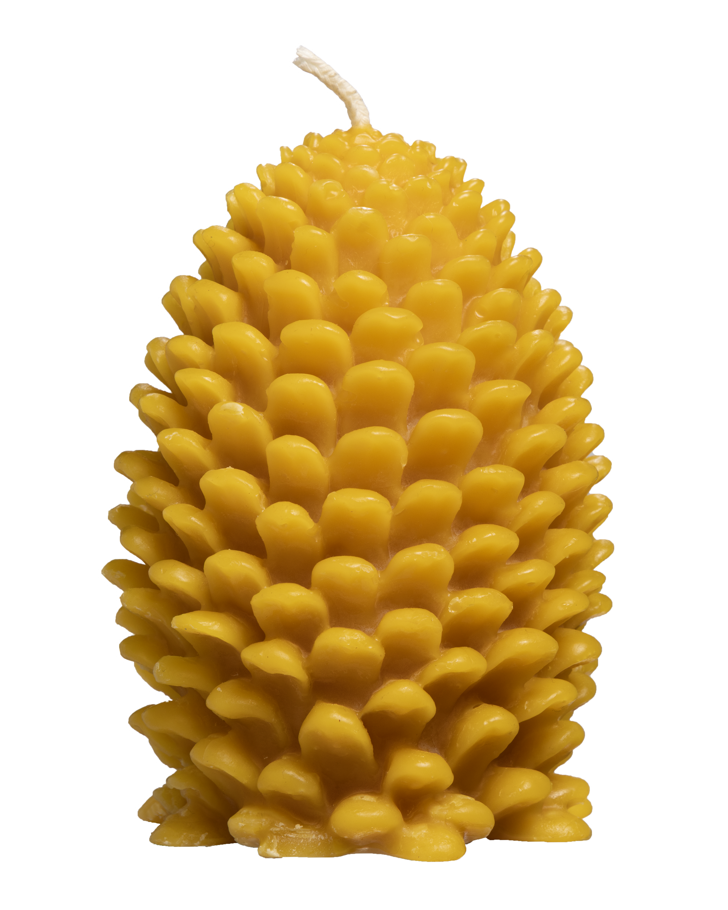 25pinecone.png