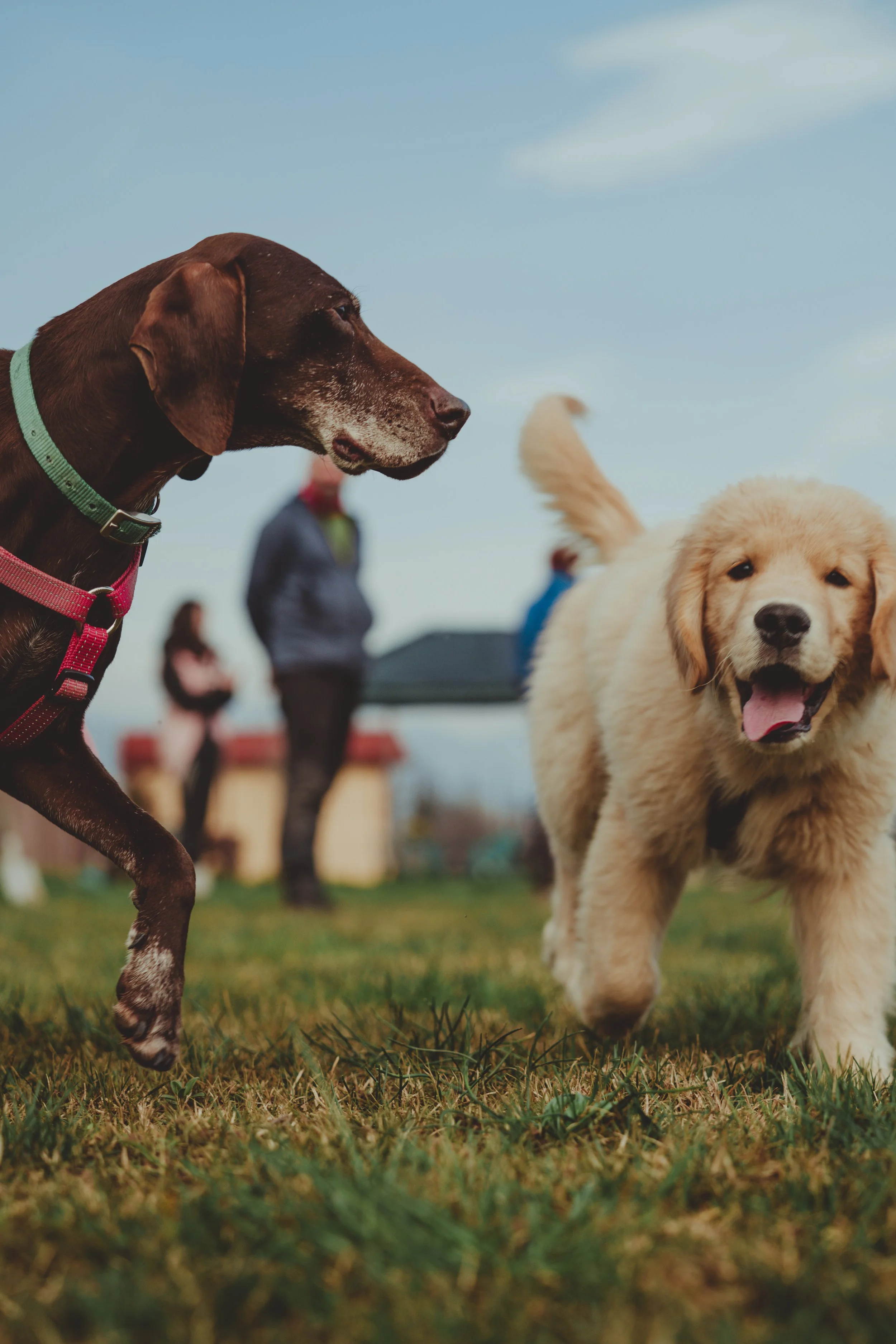 Un cane adulto e un cucciolo di Golden Retriever