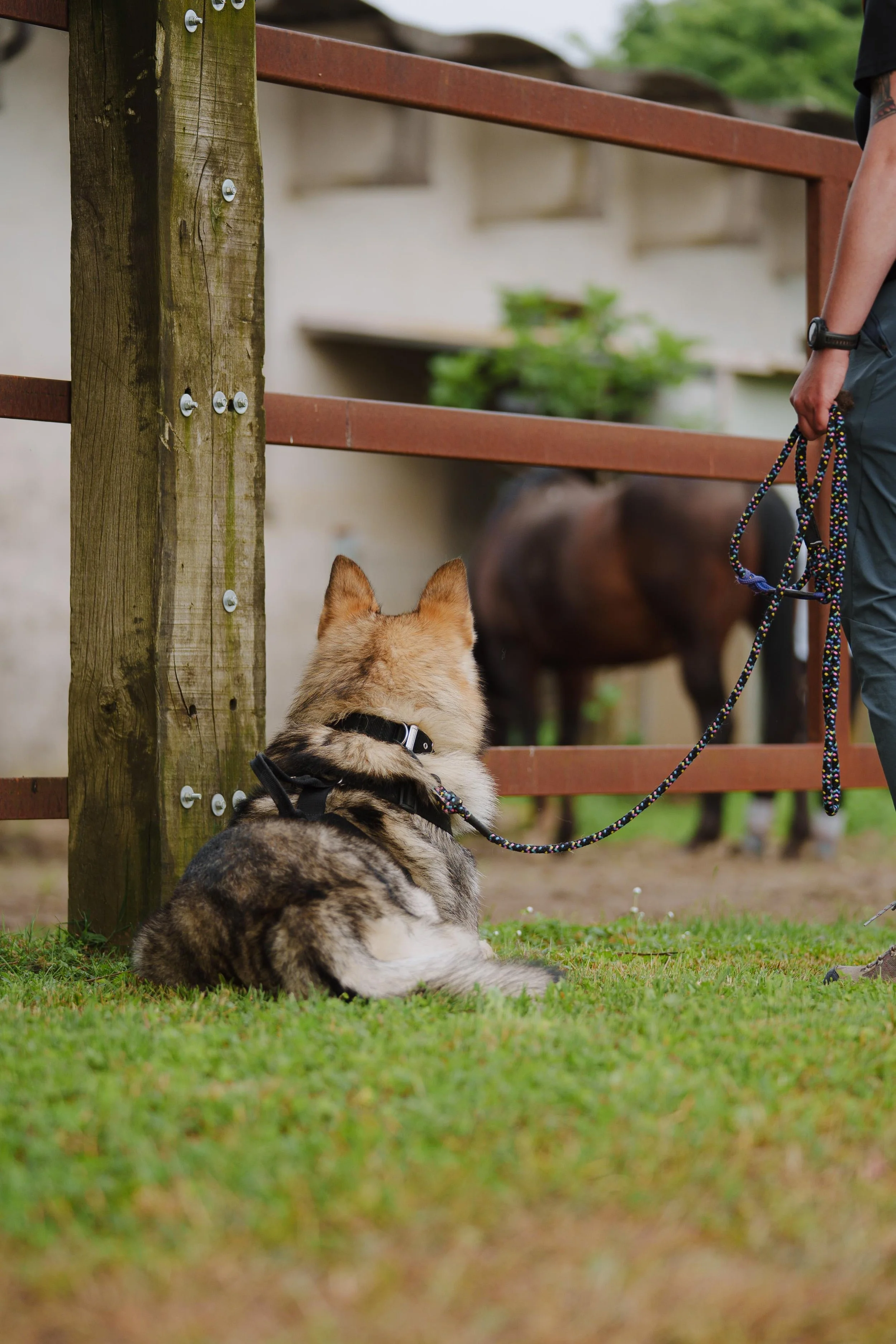 Un cane lupo cecoslovacco che osserva un cavallo