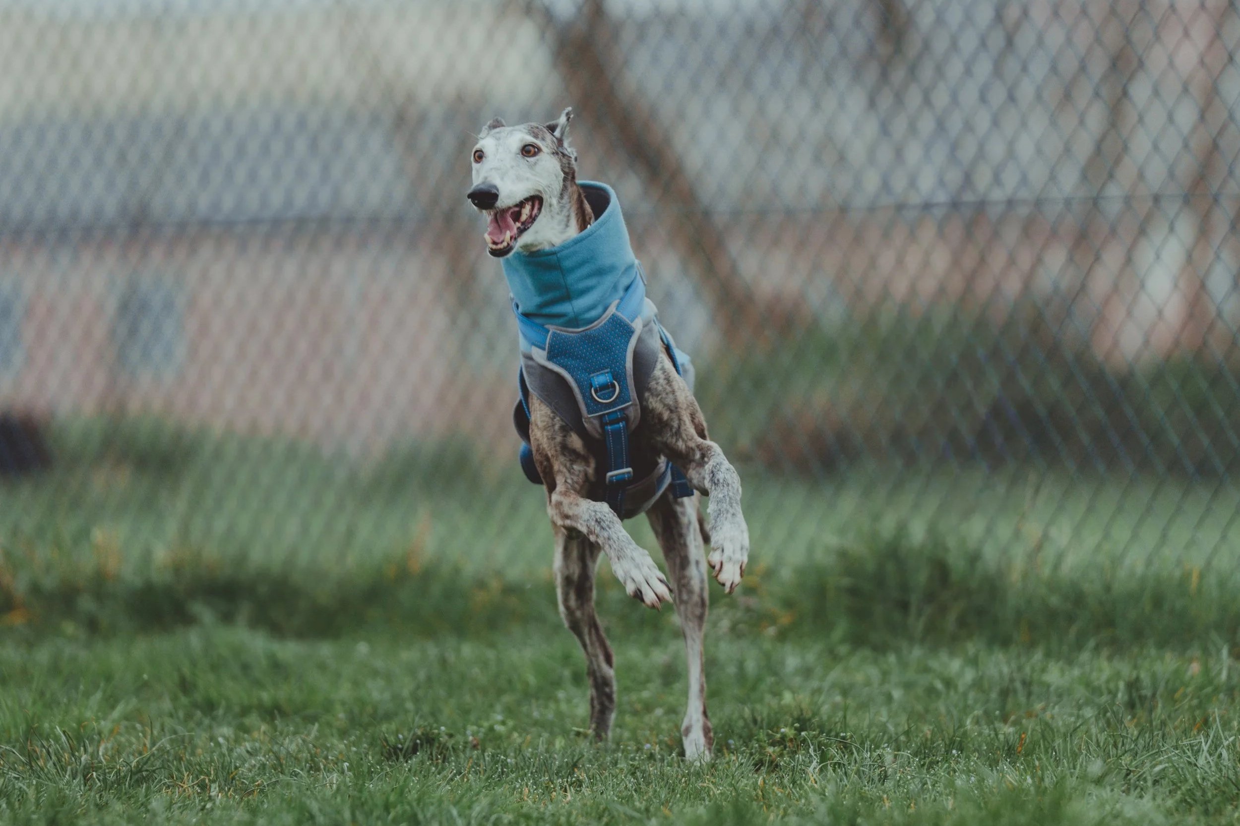 Un galgo che corre felice nel centro cinofilo