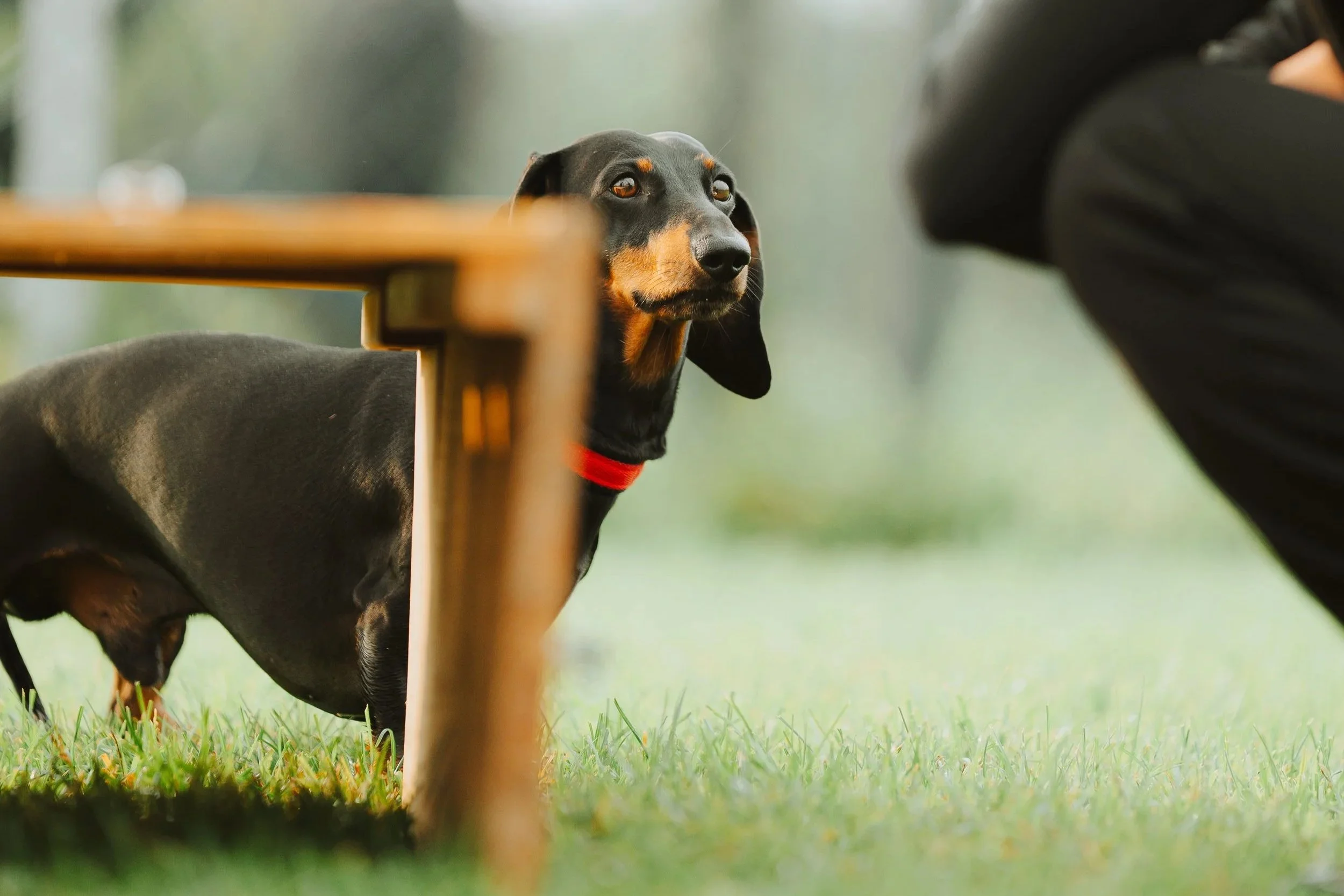 Un Dachshund che fa tana ludica