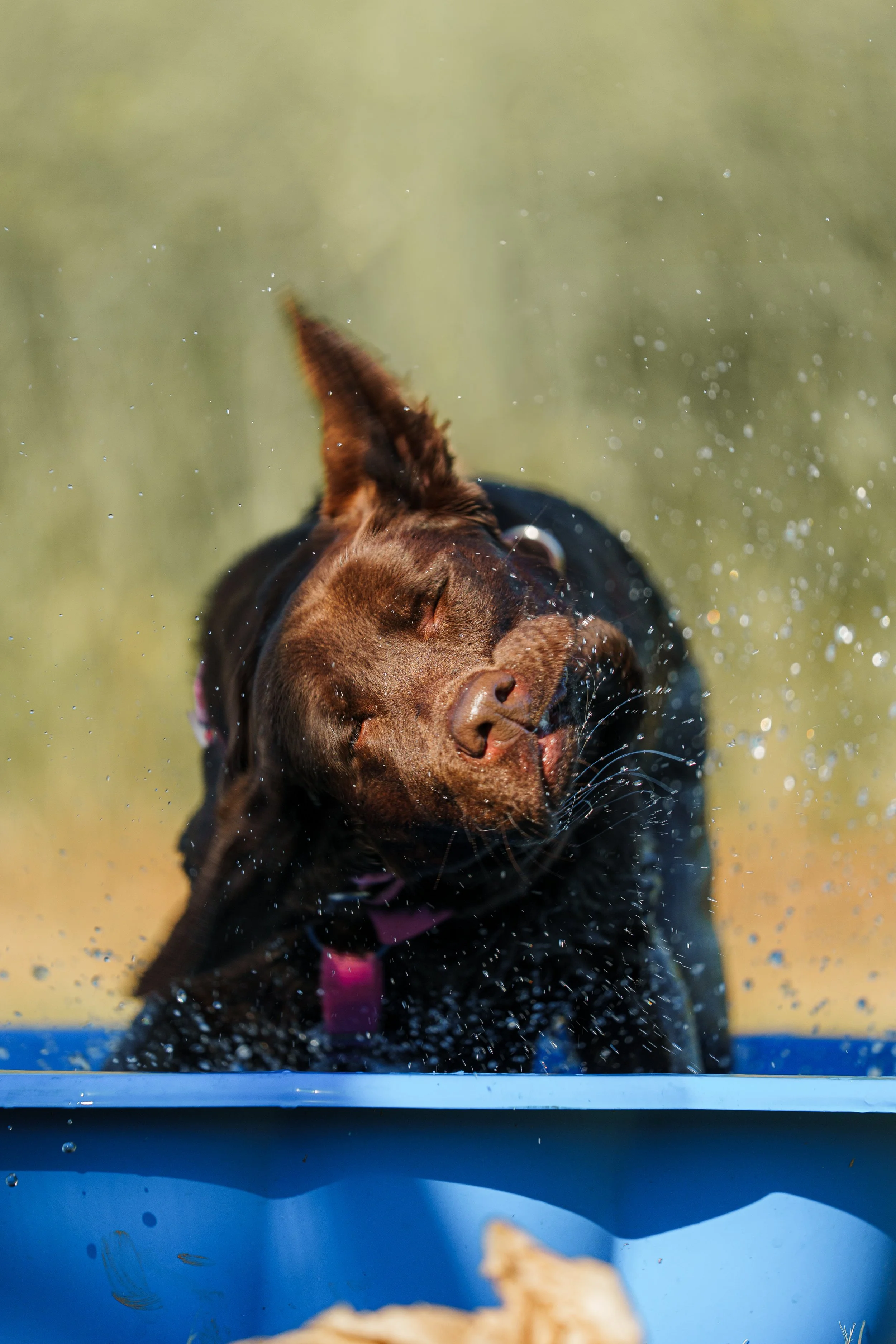 un labrador che si sgrulla dopo un tuffo in piscina