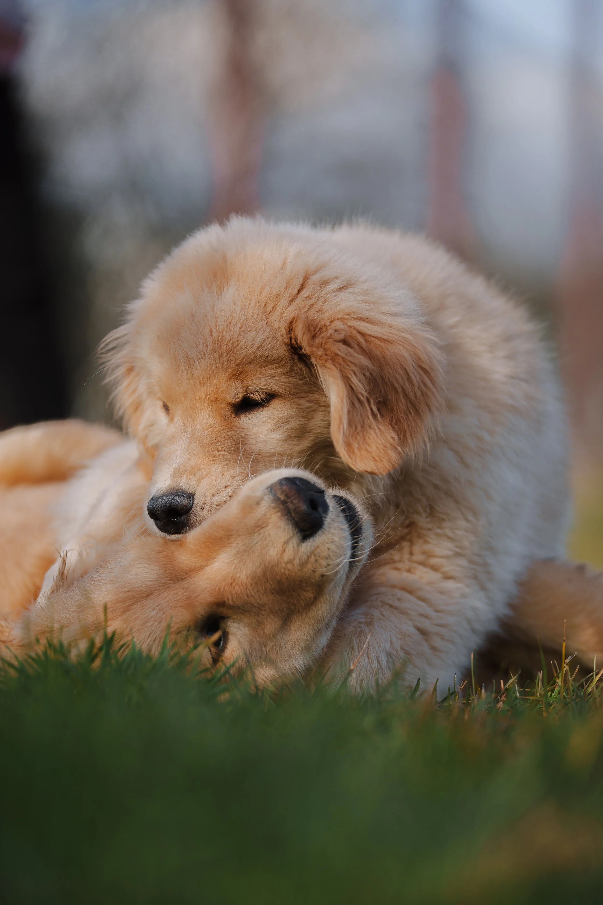 Due cuccioli di golden retriever che giocano in un centro cinofilo