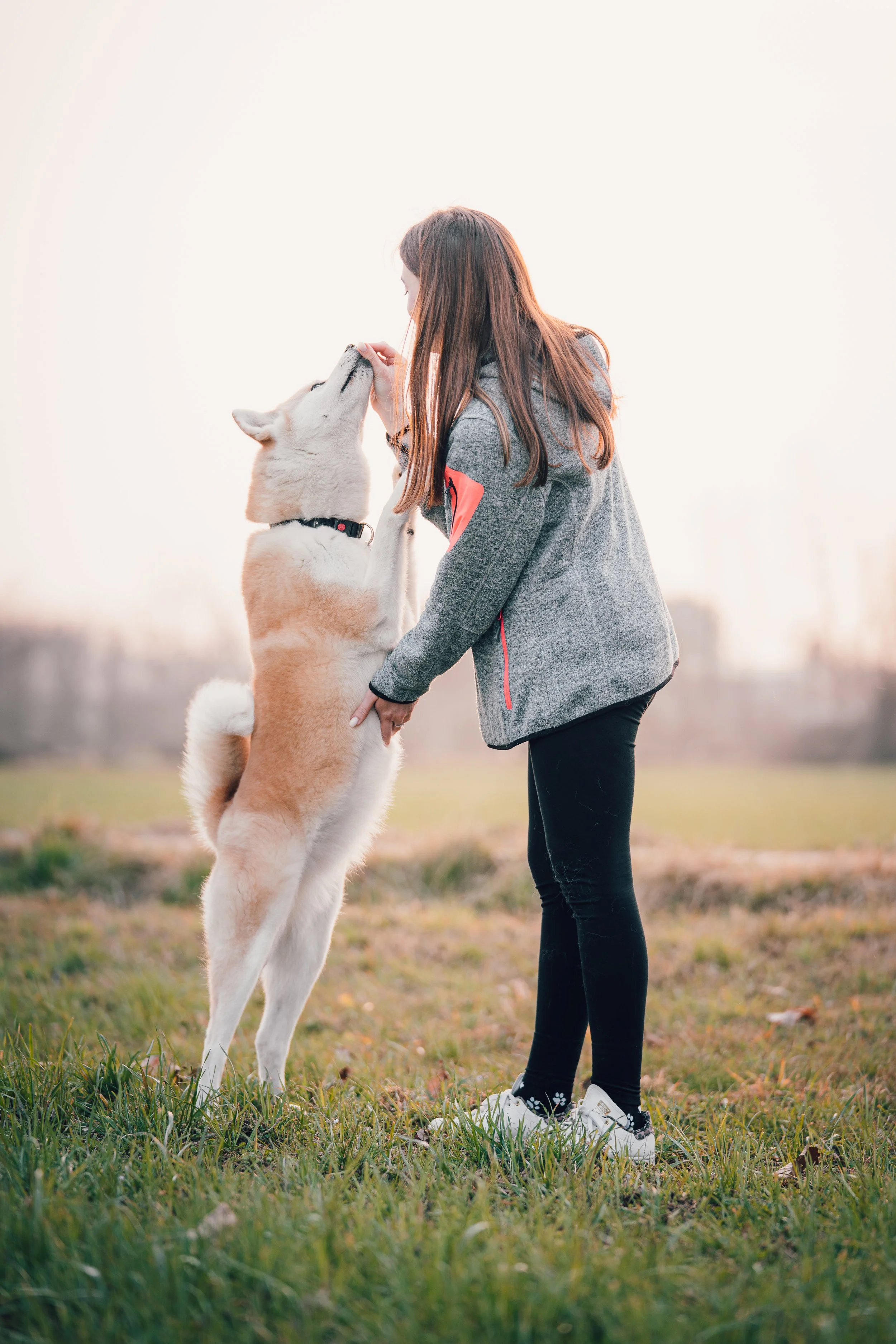 Una ragazza che premia il suo Shiba