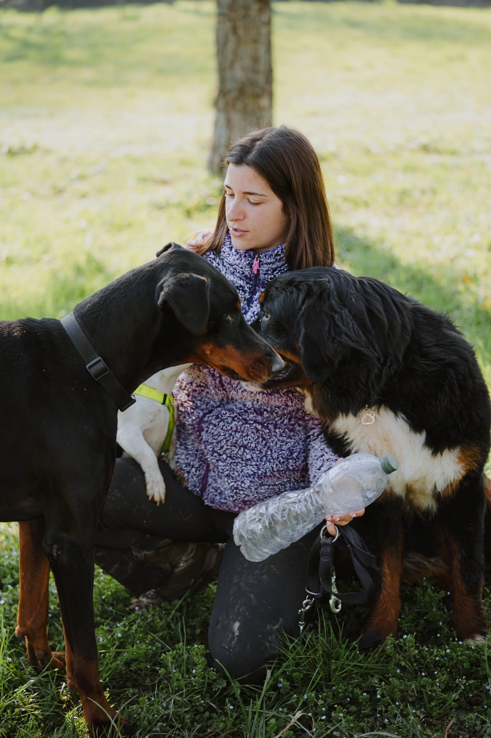 Educatrice cinofila con Dobermann e Bernese