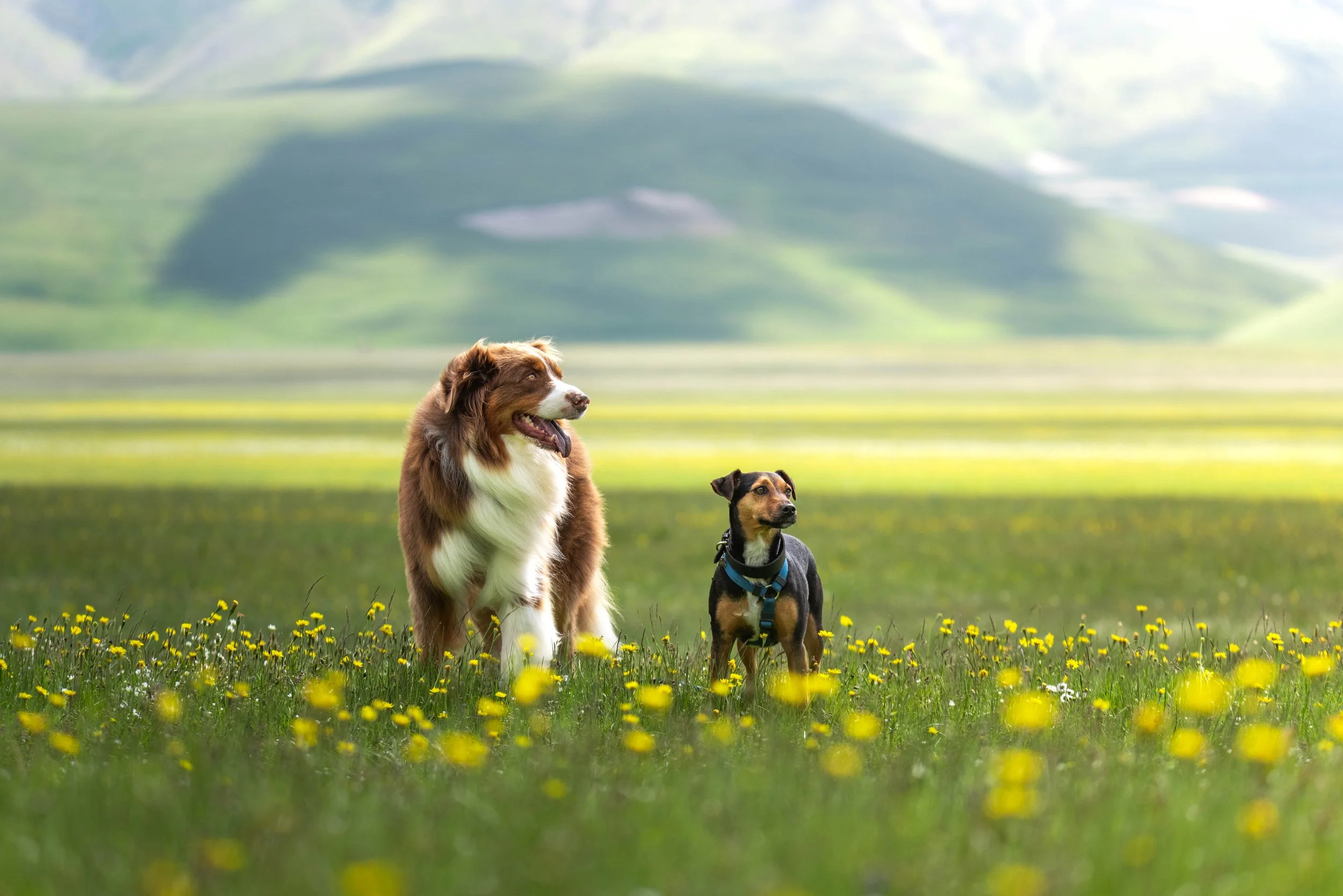 I cani di Silvia Gambarotto su un campo di erba con fiori gialli, montagne in lontananza e cielo blu sullo sfondo