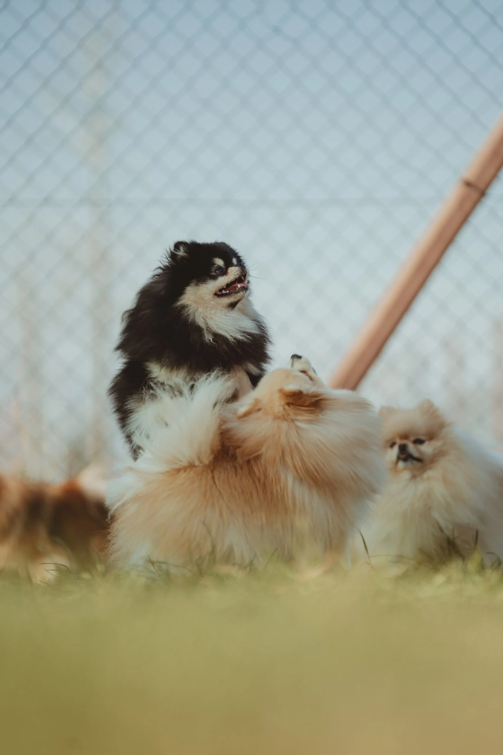volpini di pomerania che giocano al centro cinofilo