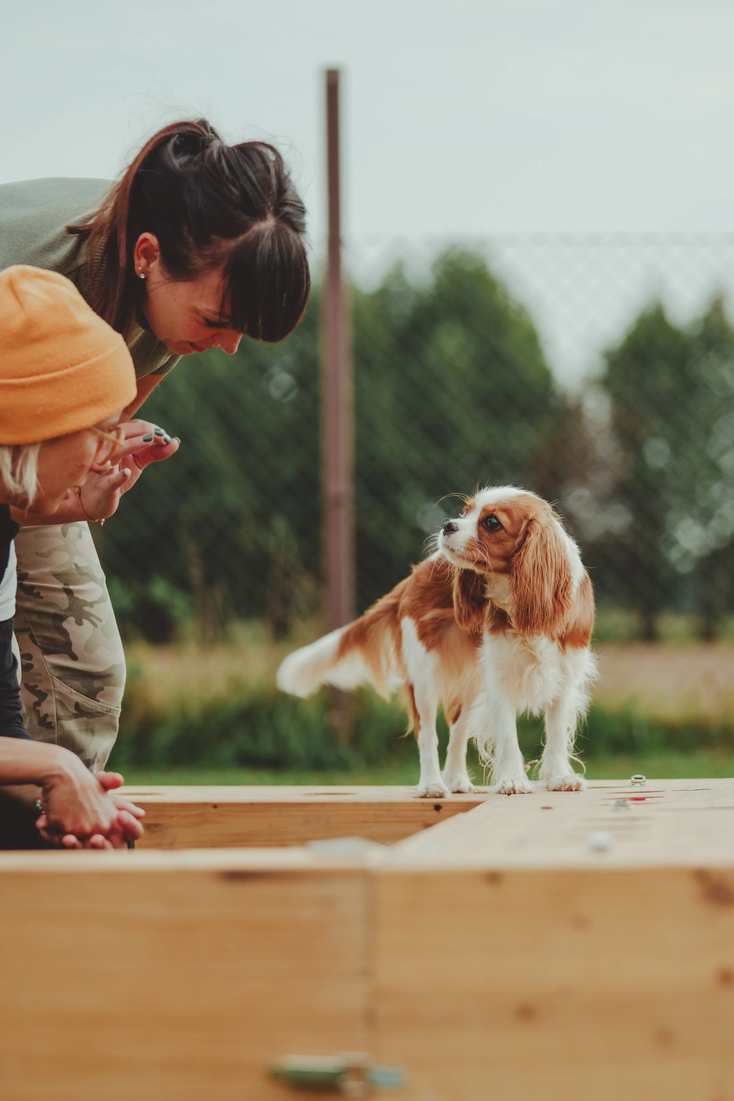 Un cavalier king che fa tana ludica