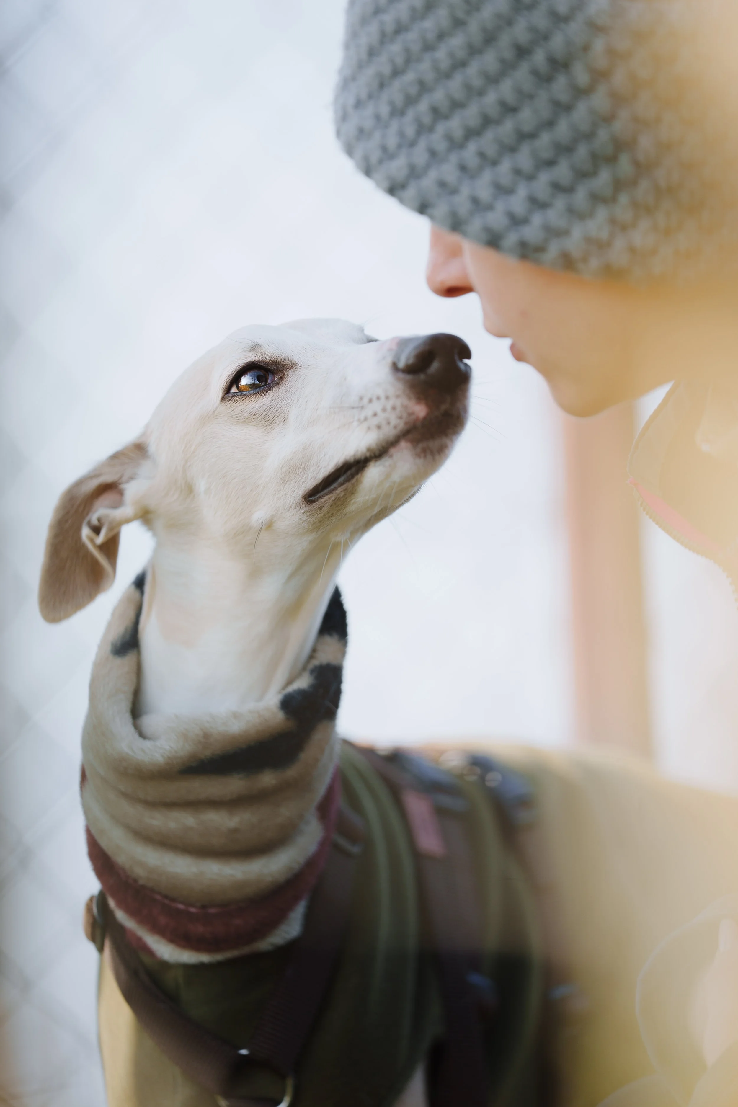 Un whippet che avvicina il muso a una educatrice
