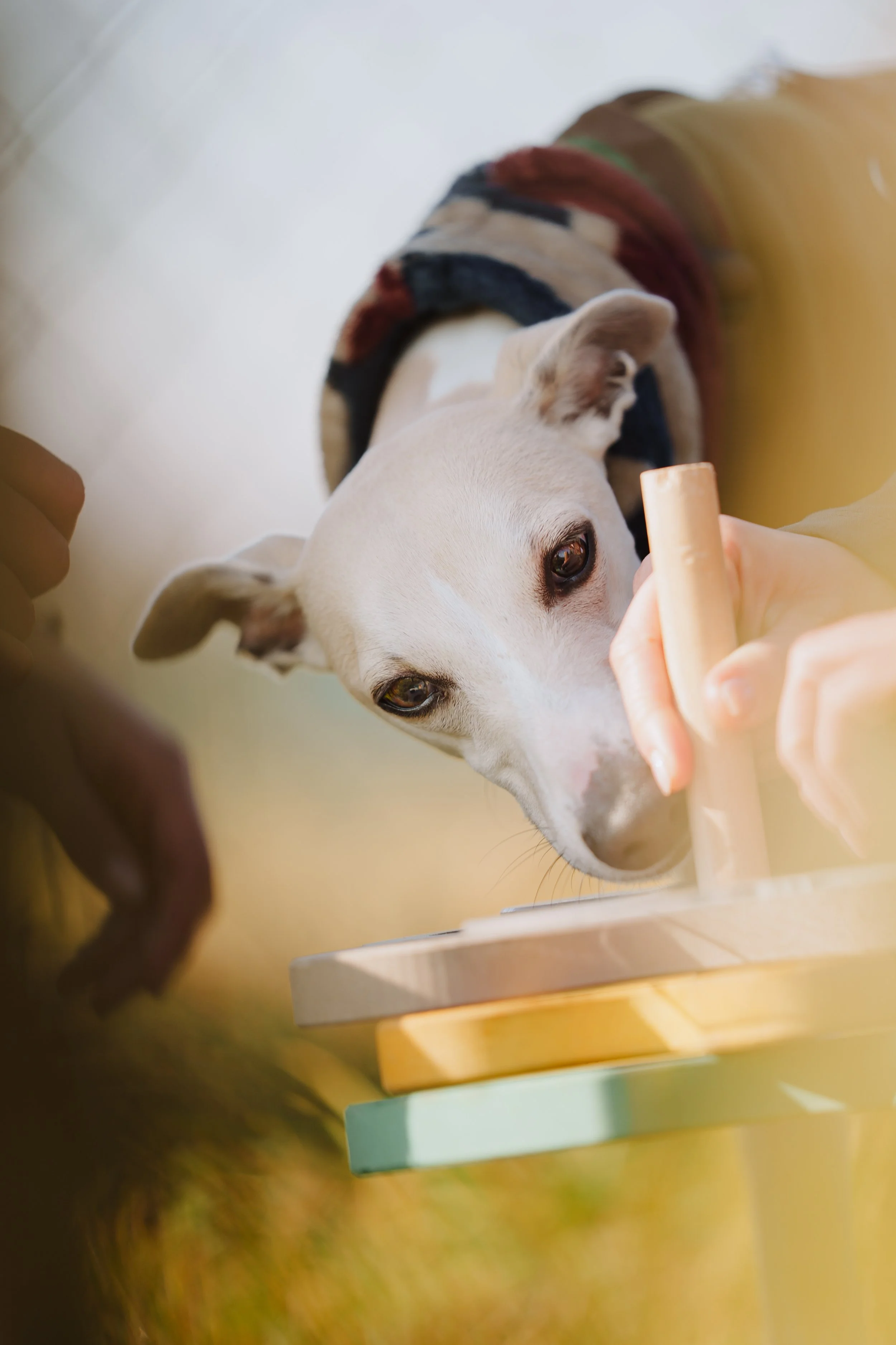 Whippet che fa attivazione mentale