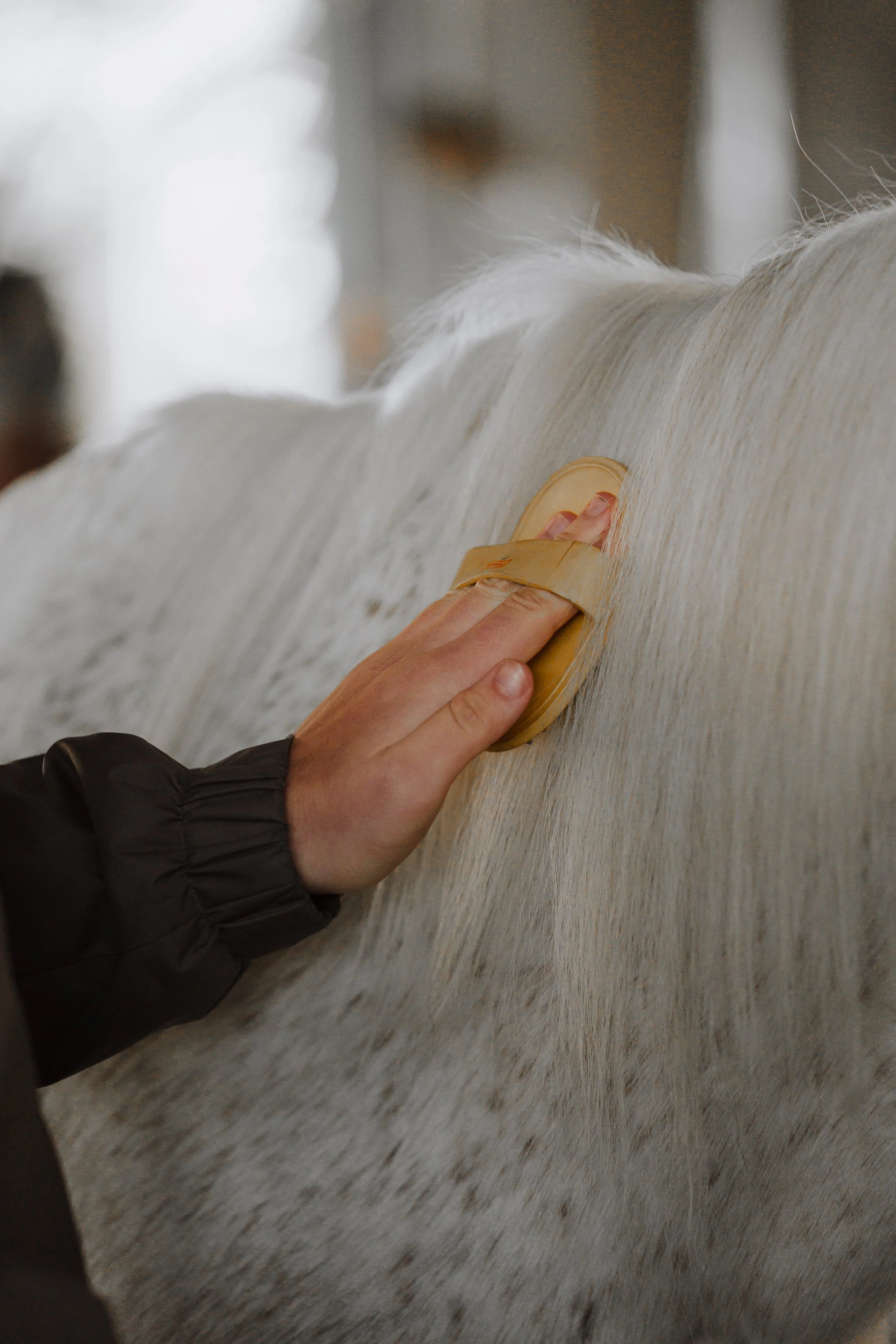 Una mano che pettina un cavallo