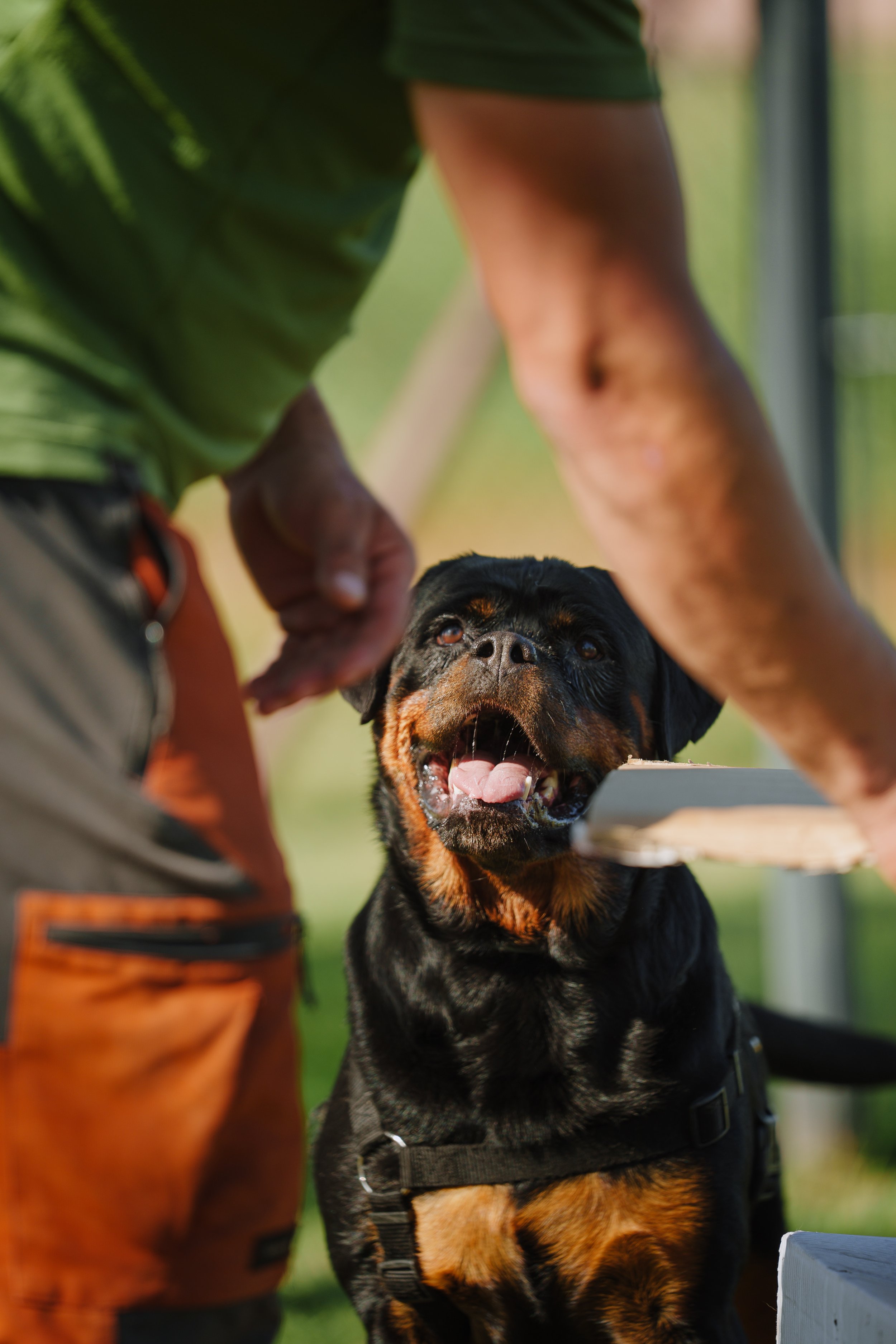 Un rottweiler che attende un gioco