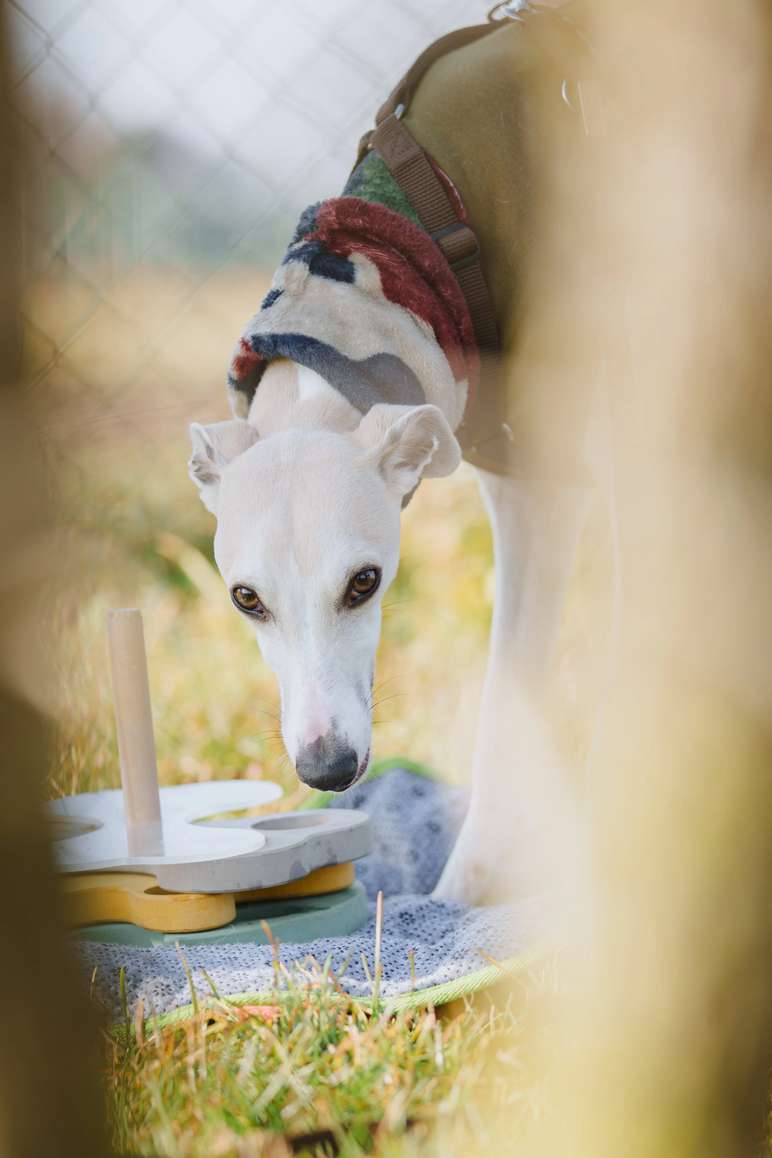 Un whippet che fa attivazione mentale