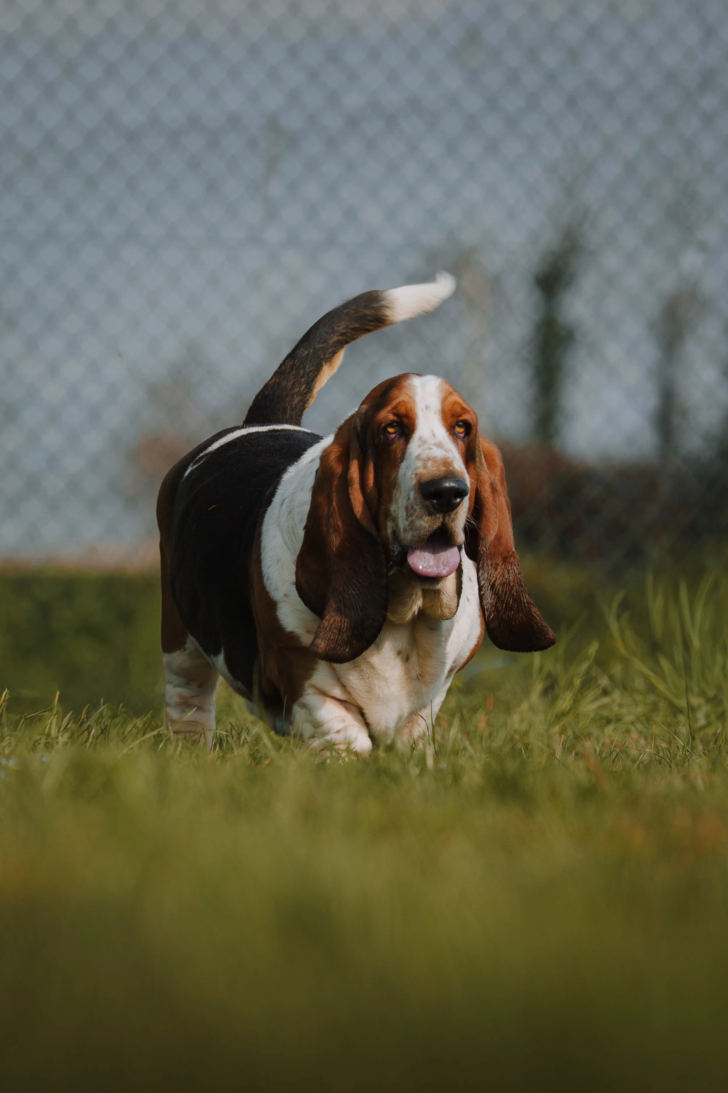 Un cane da caccia