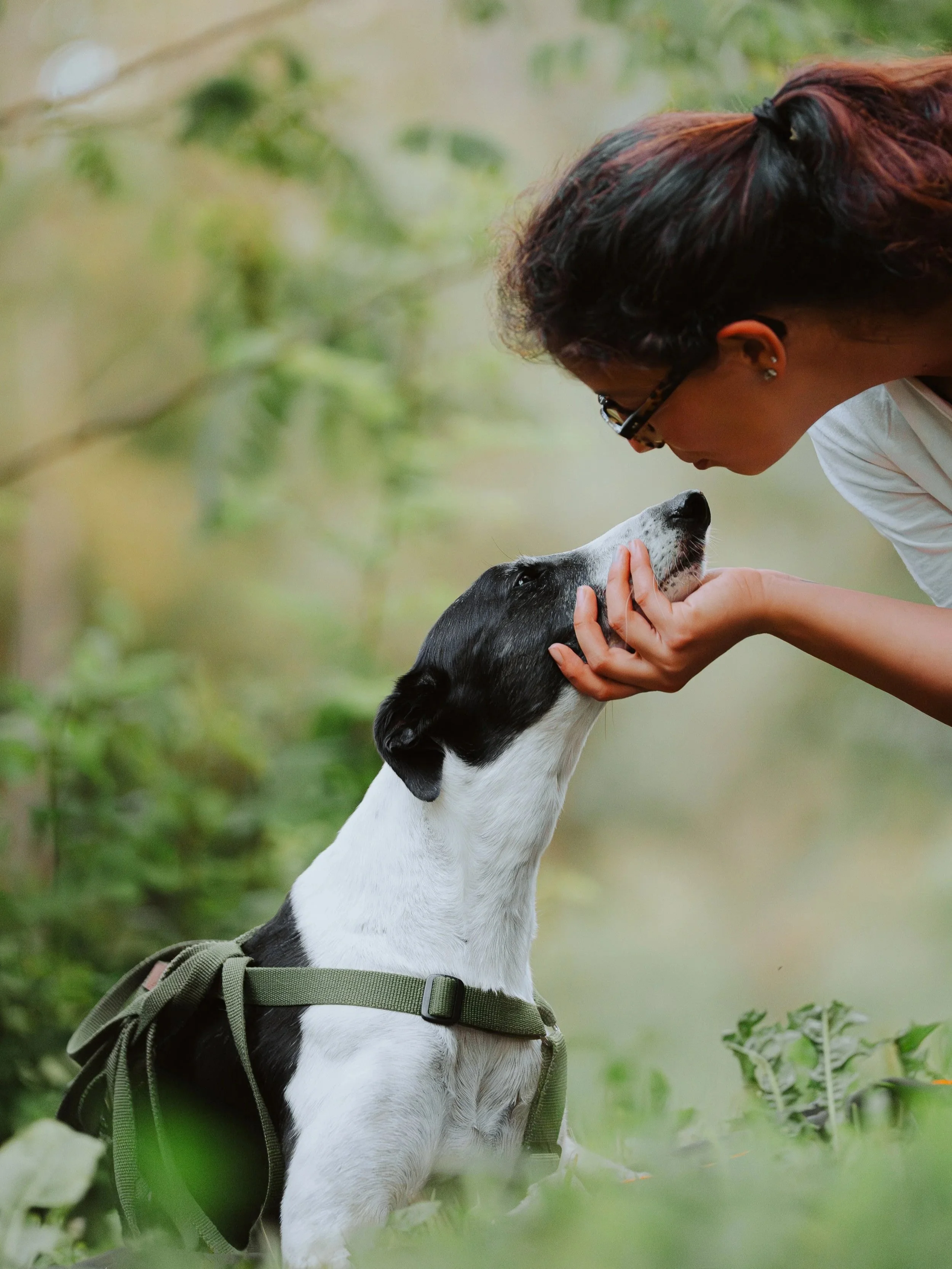 Una donna che dà un bacio sul muso al suo greyhound