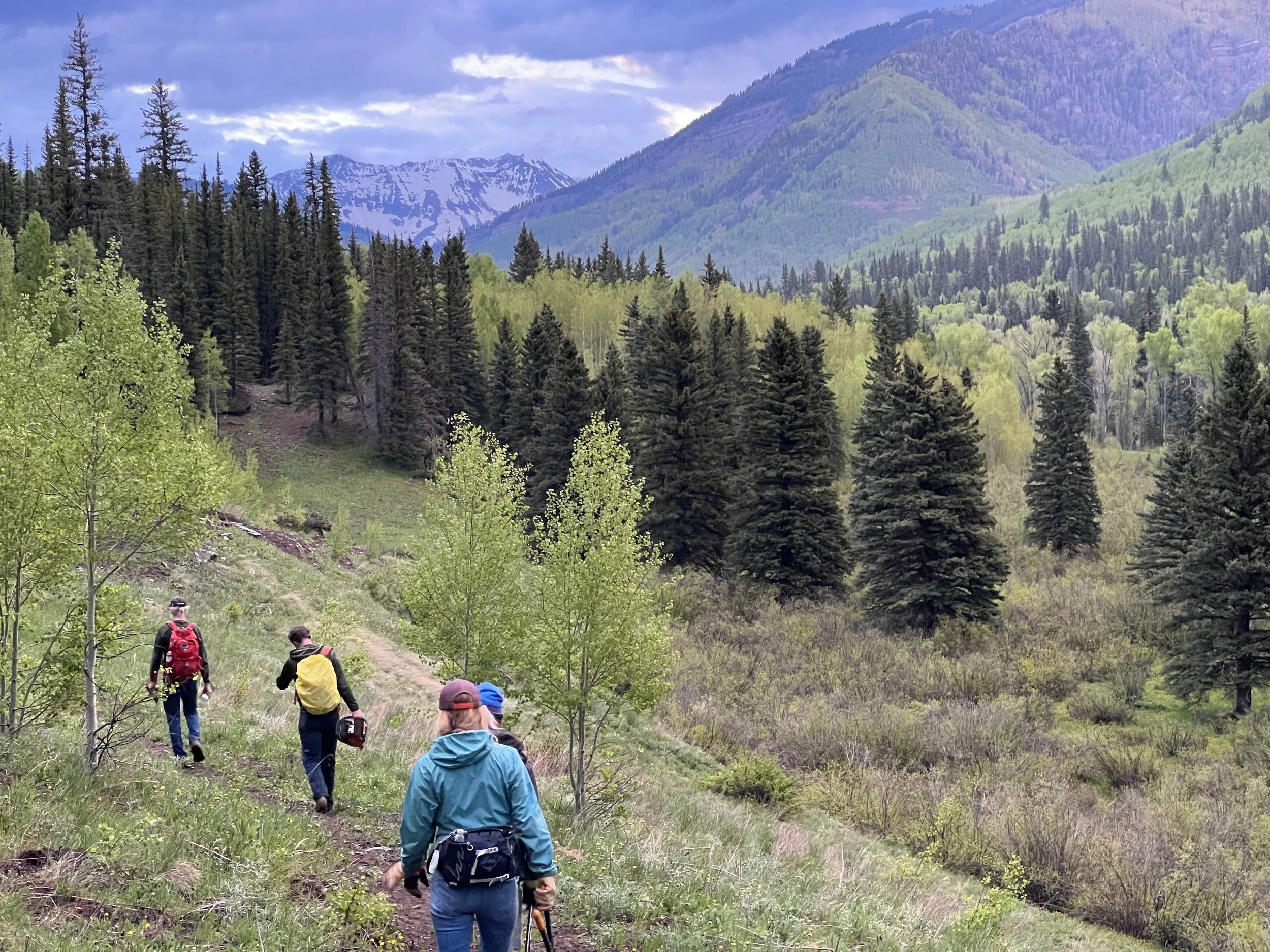 Four hikers walking along a trail near Rico, Colorado in a lush green forest with mountain scenery in the background.