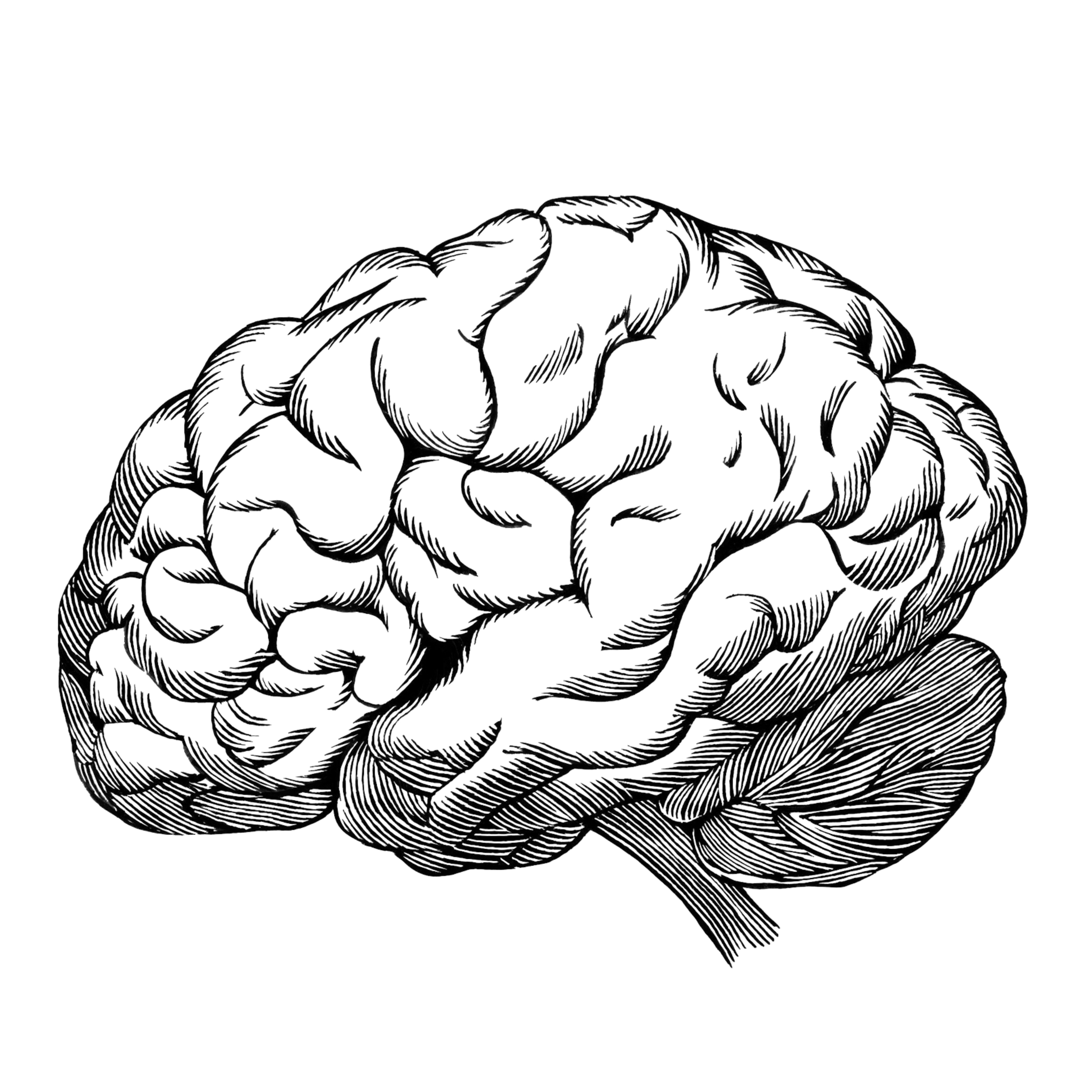 Black and white illustration of a human brain with detailed line work.