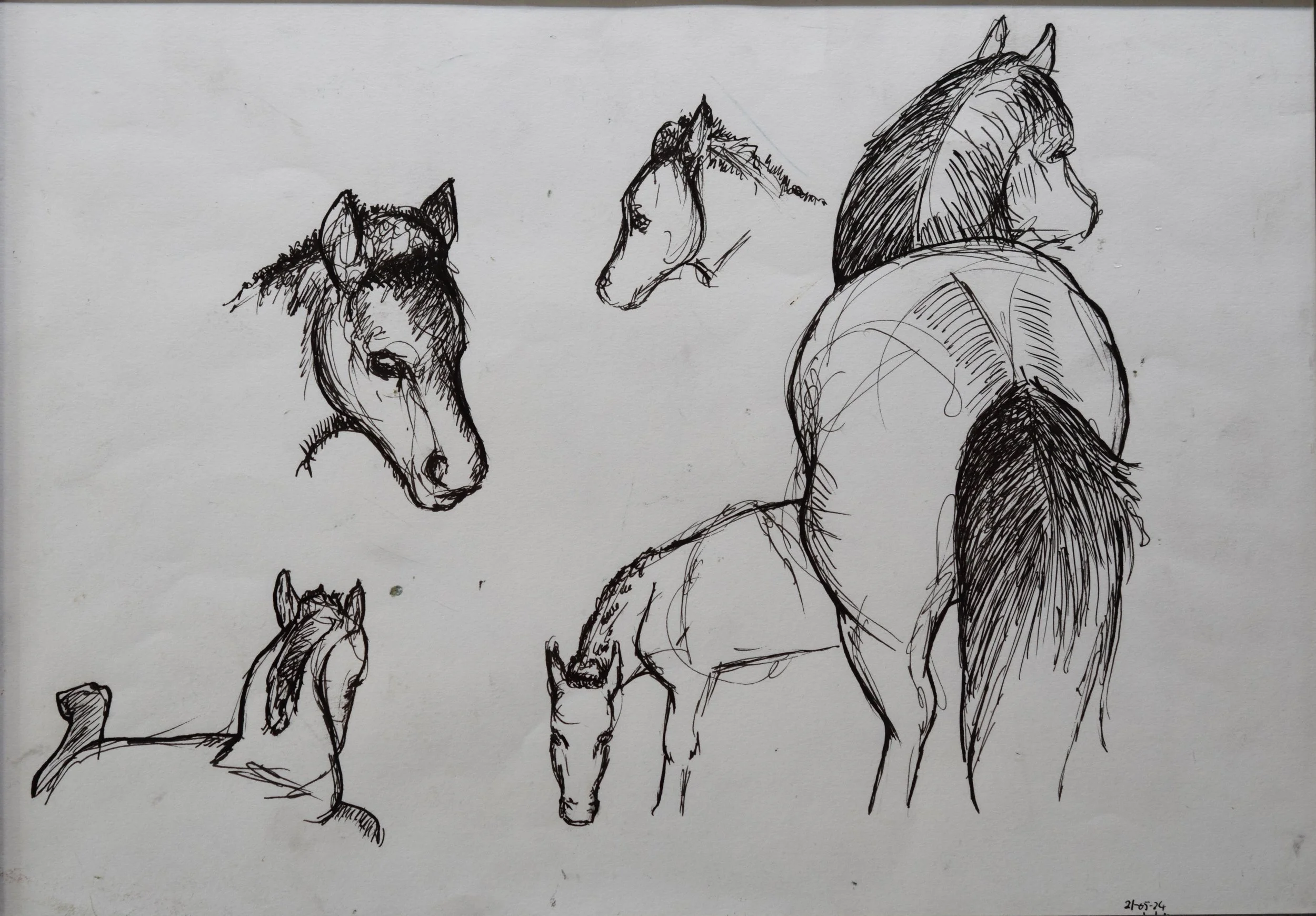 Renate Hofsteede · Studie veulen, inkt op papier, 32 × 44 cm, €175