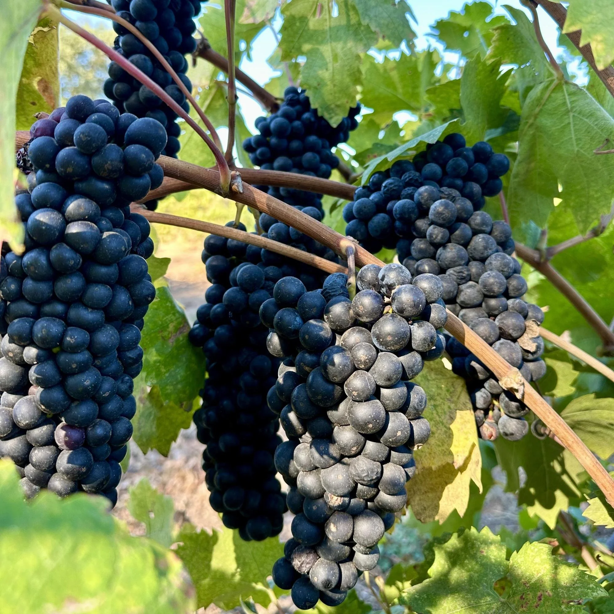 Don’t Pick Up the Grapes