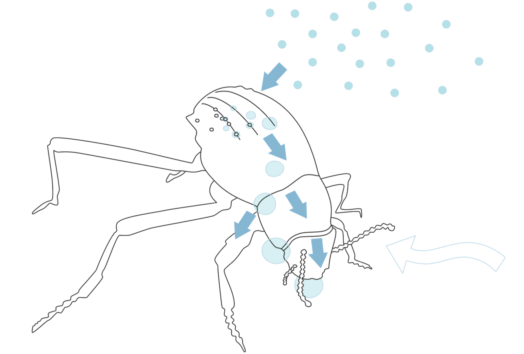 The beetle that learned to do headstands