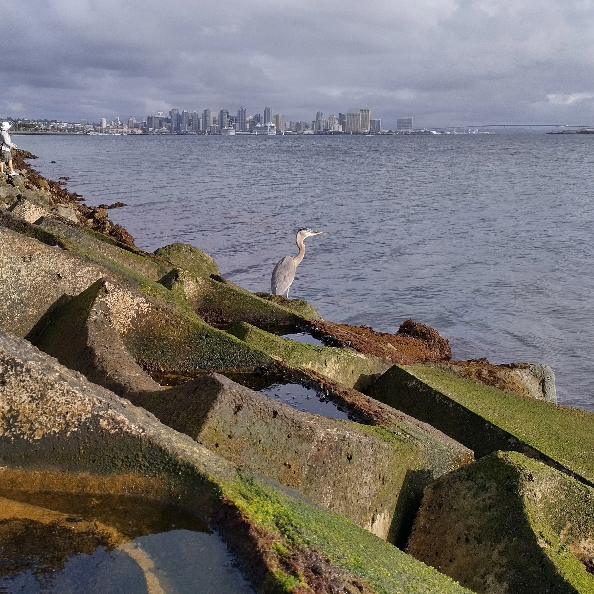Happy World Ocean Day! 🩵

On World Ocean Day, we want to take a moment to recognize the incredible work of #ECOncrete👏

This image shows their "COASTALOCK&trade; installation at the Port of San Diego. These are man-made tide pools, shelters fo