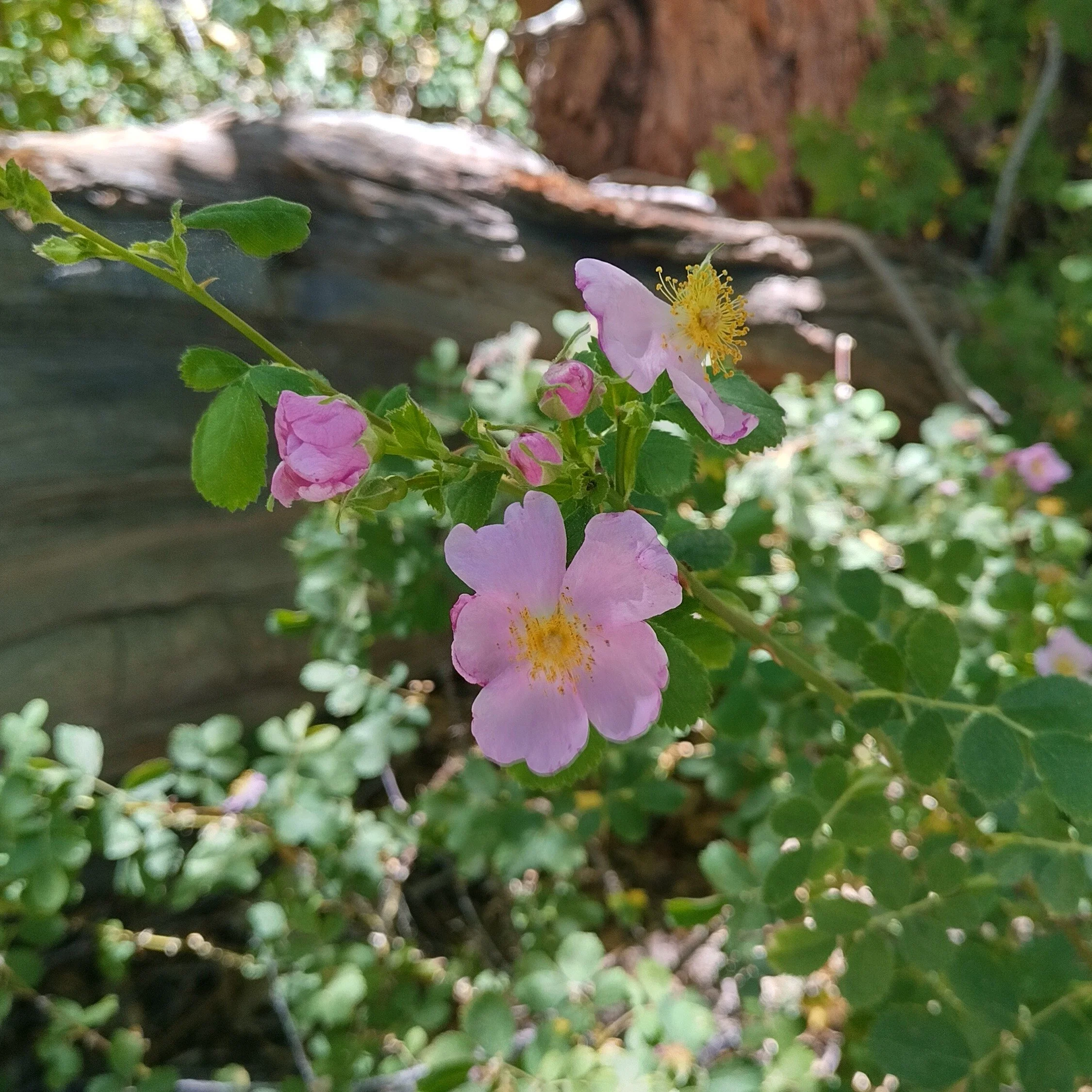 ☀️Happy summer! 

🌹There is beauty all around us, everywhere in nature; we hope you discover many examples of it this summer, and that they will fill you with awe.

We would love to know: what is taking your breath away this summer?

#intertwined #s