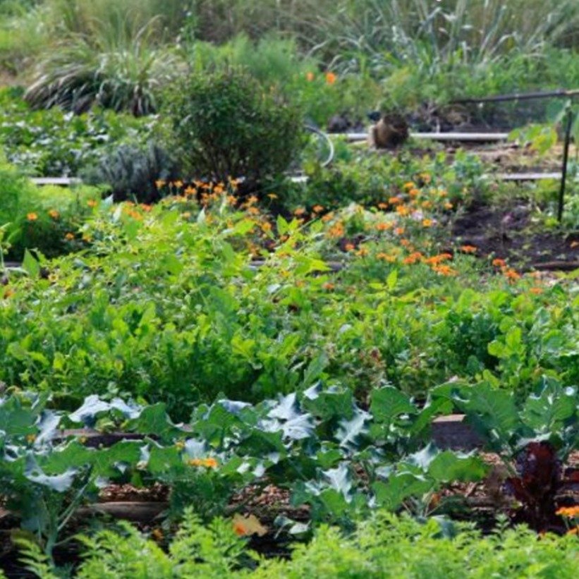 What does it mean to be attuned to the land, to your local environment?

Rooted in Indigenous worldviews, attunement is the practice of developing a harmonious, reciprocal relationship with the land. 

It requires deep listening, heightened ecologica