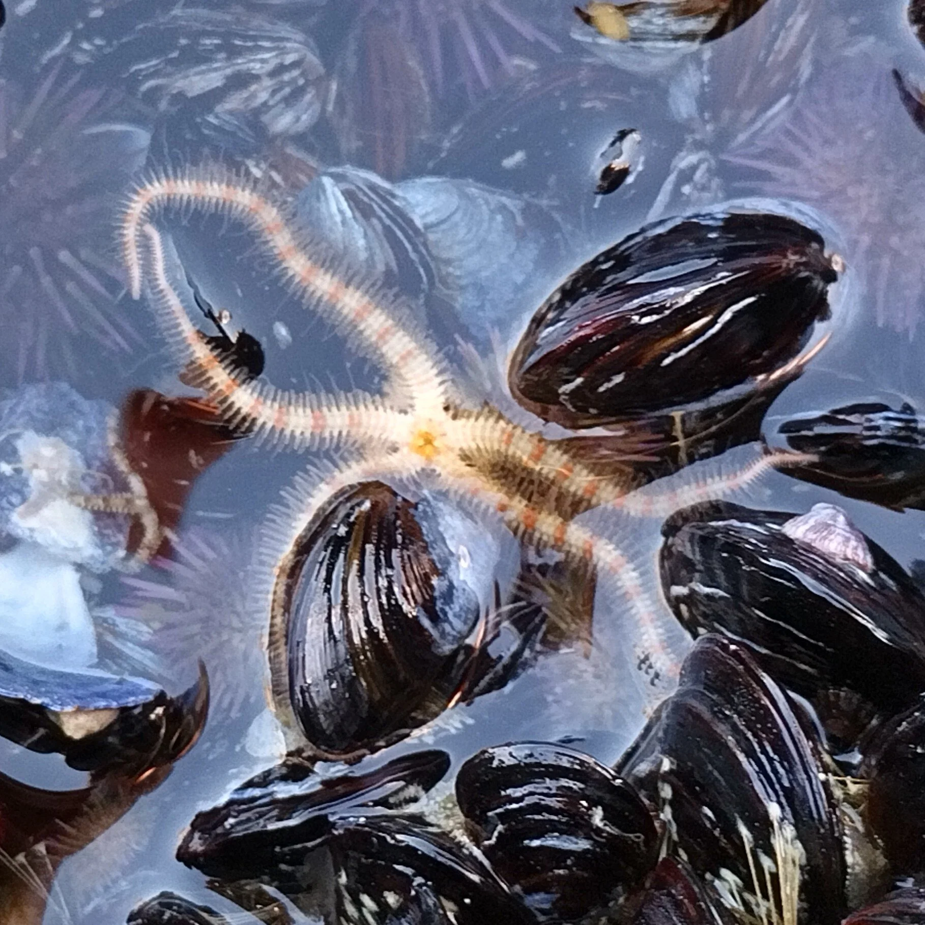Do you love summer and being near water? 

We do! We love visiting the tidepools around this time of year.

On our website, inter-twined.com, our latest journal article is about the brittle star. 

How to Sense Light Without Eyes?

When we think abou