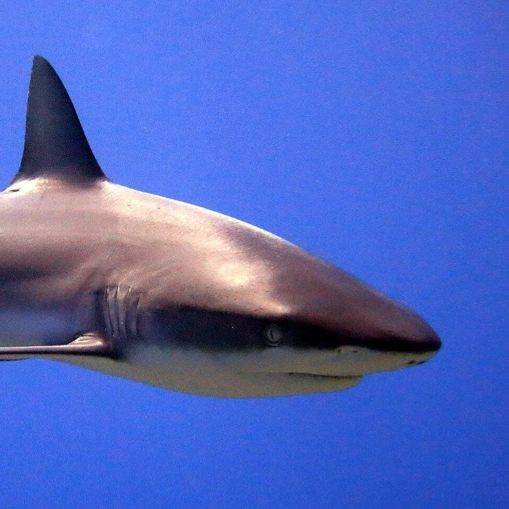 Sharks are beautiful, streamlined animals, and their skin appears to be smooth to the touch. They seem perfectly designed for moving through water.

In some California aquariums, it is possible to pet them, and the experience is usually quite surpris