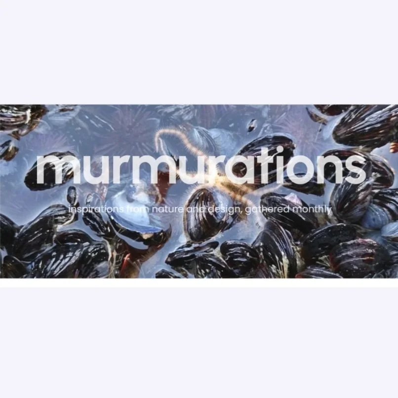 The inter-twined August newsletter, Murmurations, - a small gathering of thoughts and ideas inspired by life-centered design - is now out!

To receive our newsletters, please sign up here 👉👉👉 inter-twined.com

#biomimicry #intertwined
#lifecentere