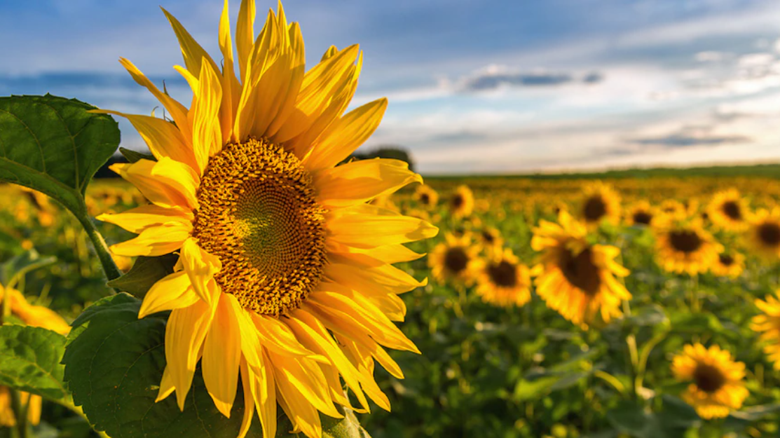 Does a Sunflower Wait for the Sunrise?