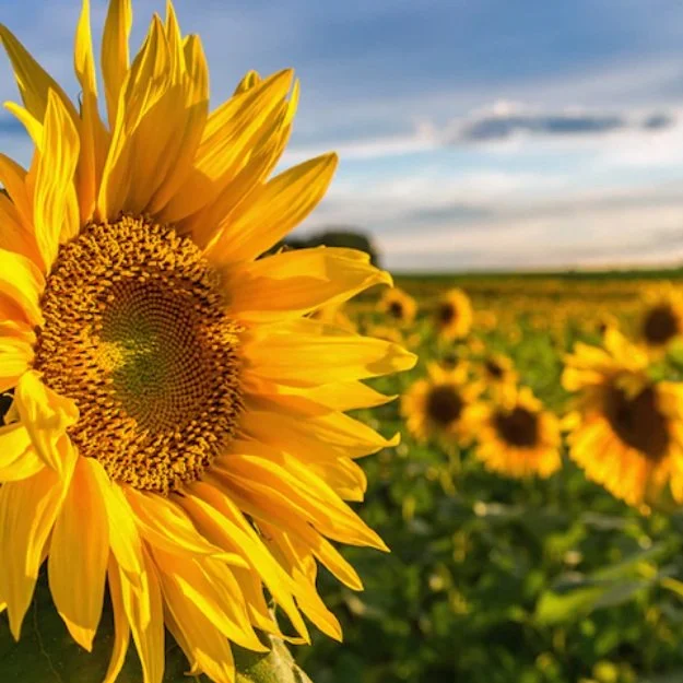 🌻Does a Sunflower Wait for the Sunrise?

Does a sunflower have a tiny internal engine that helps it keep up with the Sun?

Have you ever been a little disappointed when you looked at a sunflower and realized it wasn't following the Sun across the sk